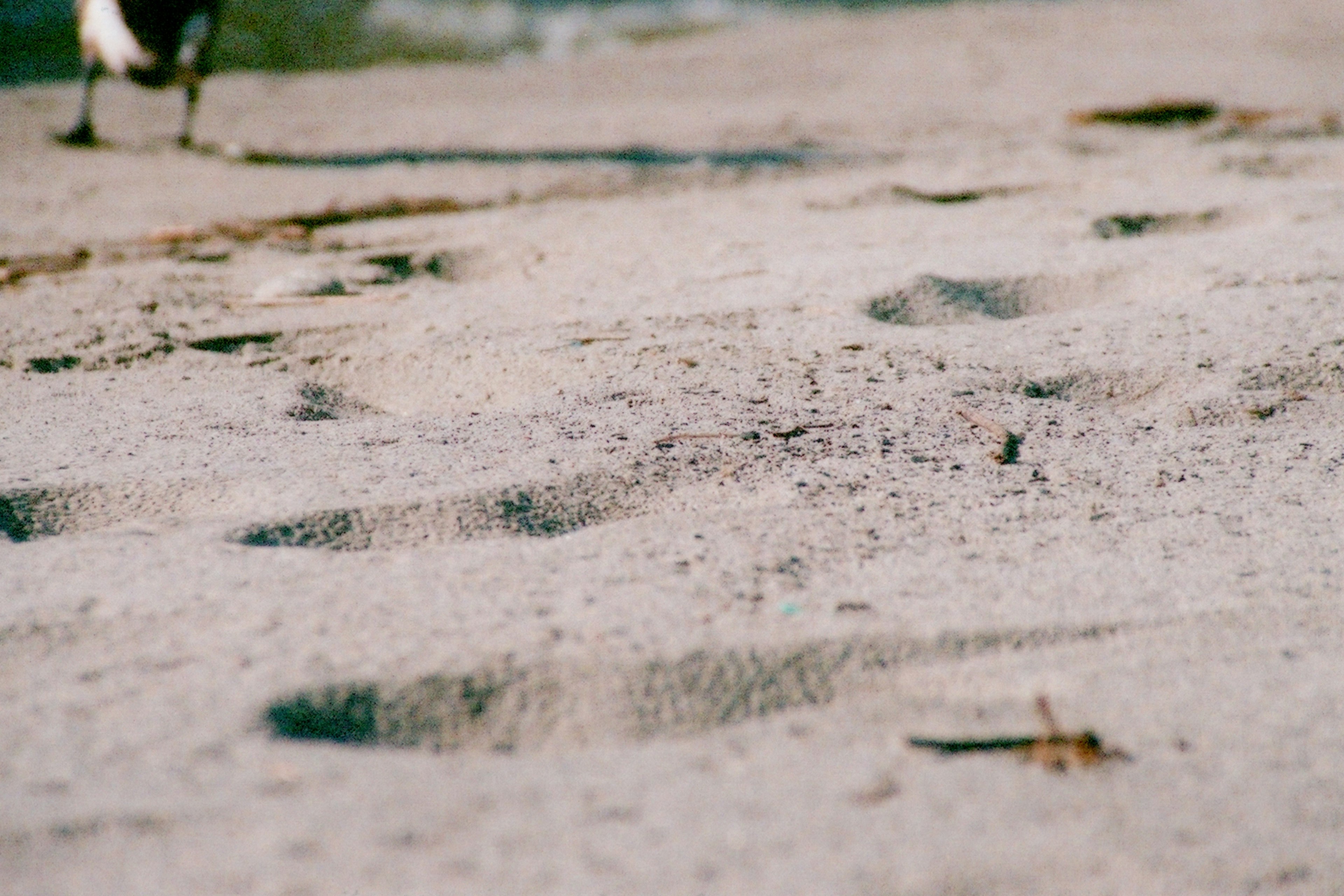 Jejak kaki di pantai berpasir dengan rumput di latar belakang