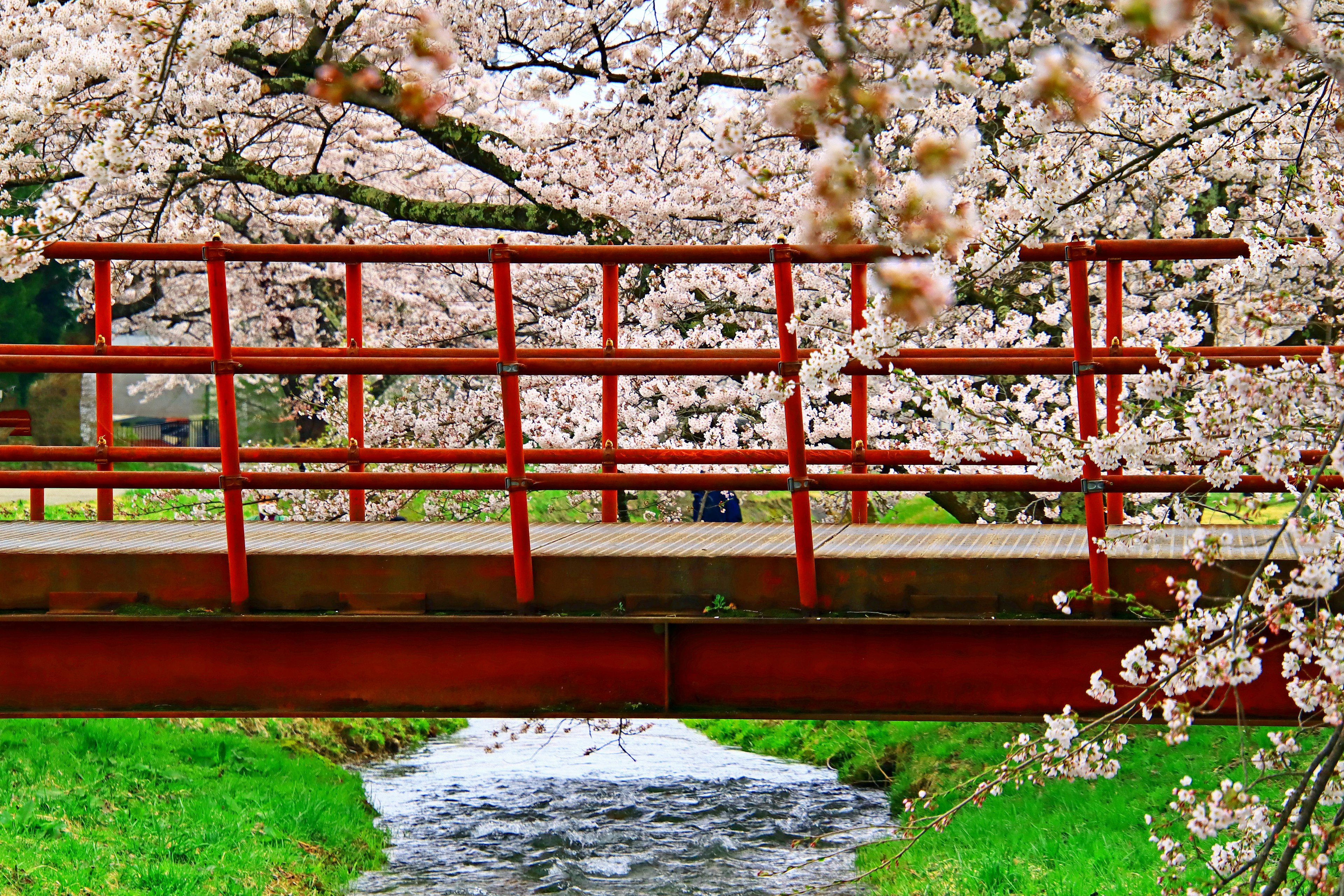 Jembatan merah dikelilingi pohon sakura dan aliran sungai