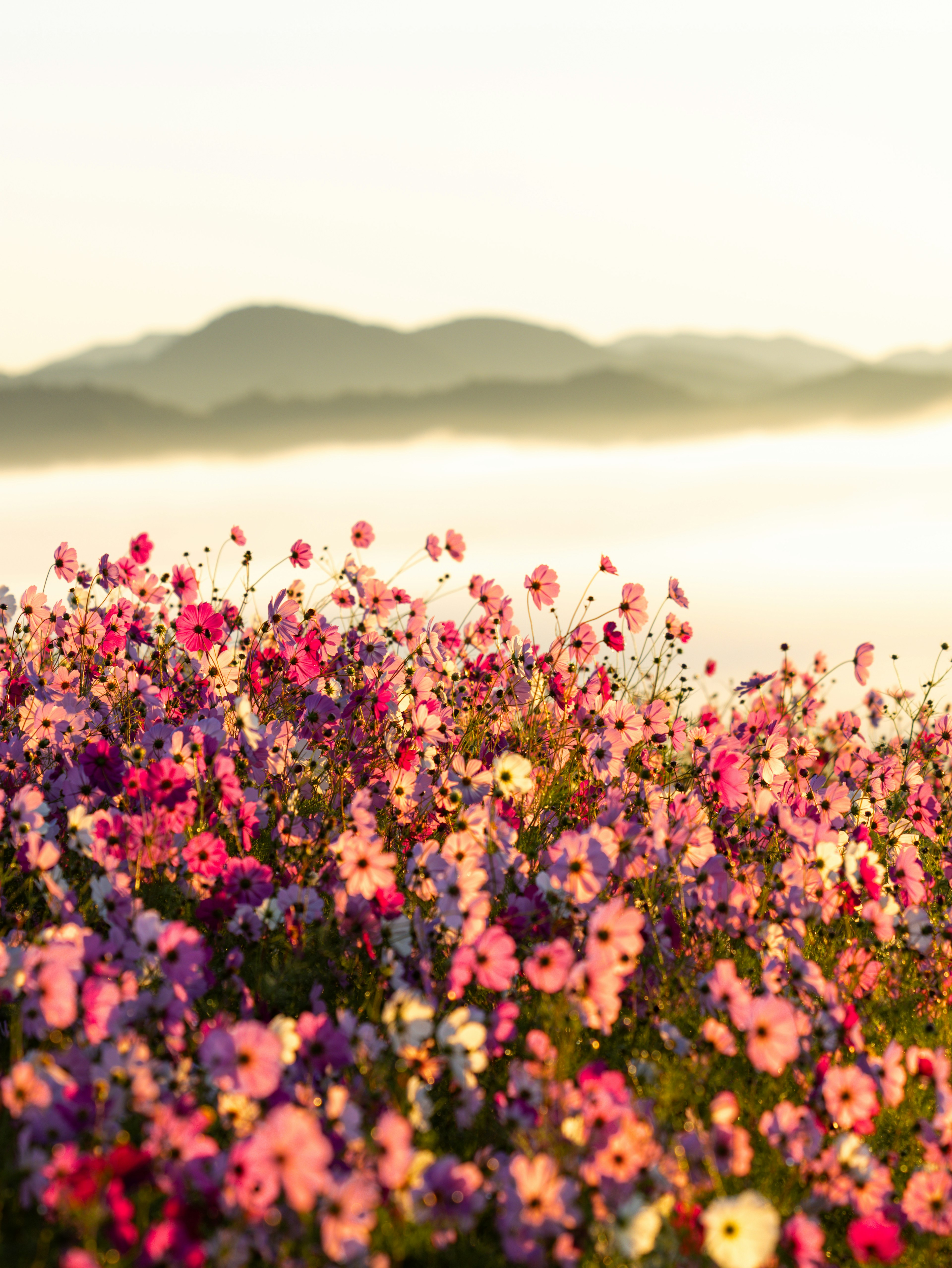 Campo vibrante di fiori di vari colori con montagne in lontananza