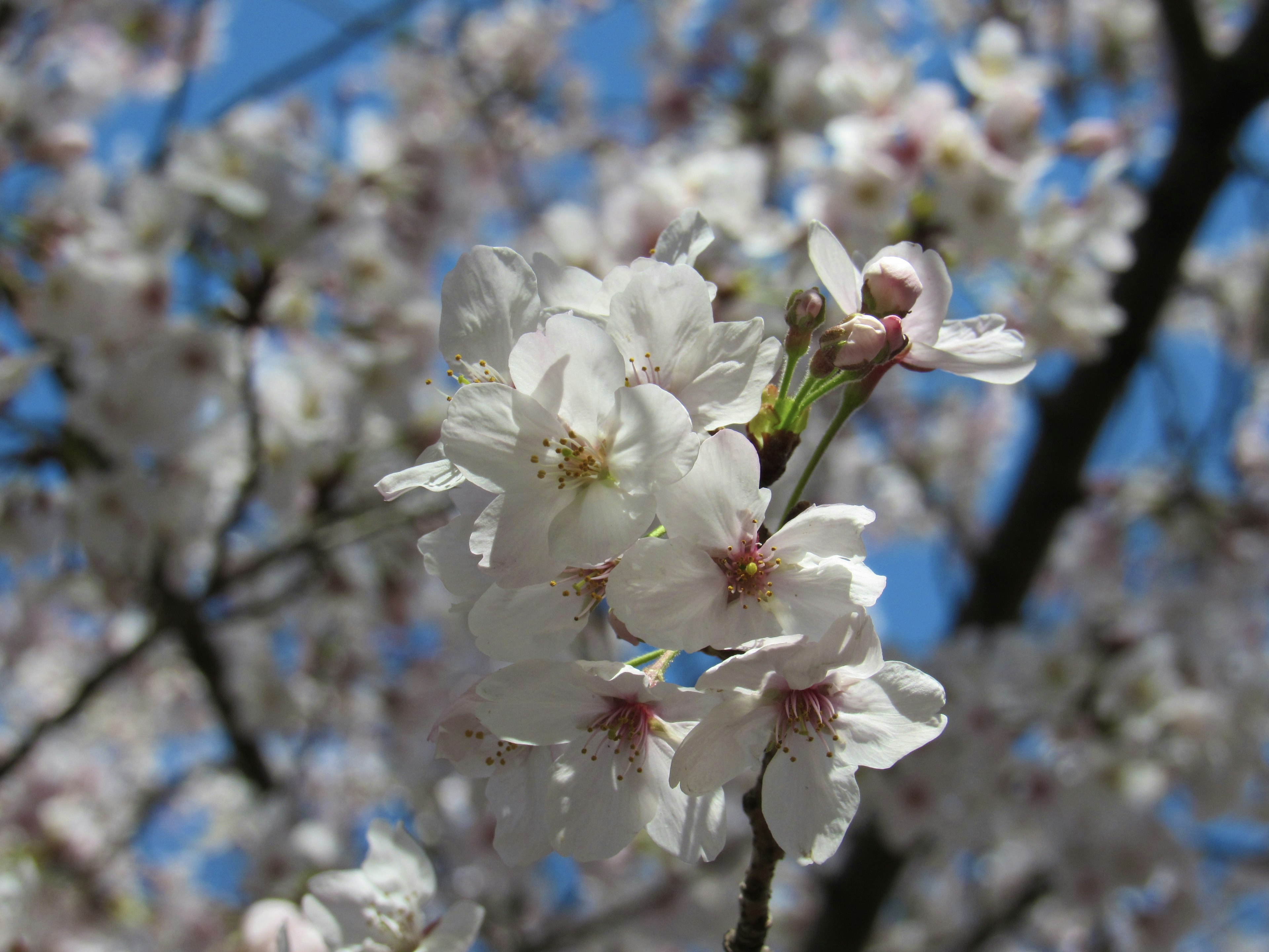 白い桜の花が青空の下に咲いている