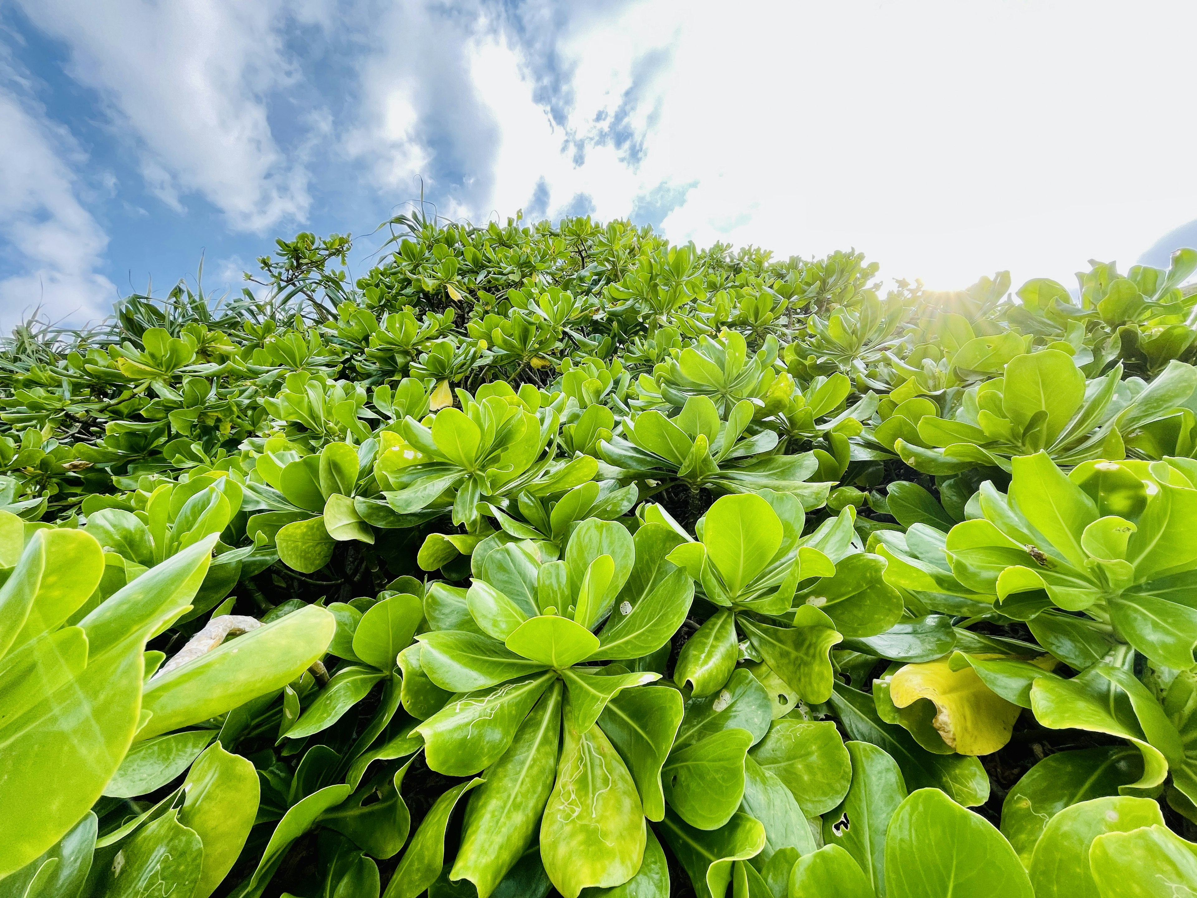 Lush green foliage with a bright sky and sunlight