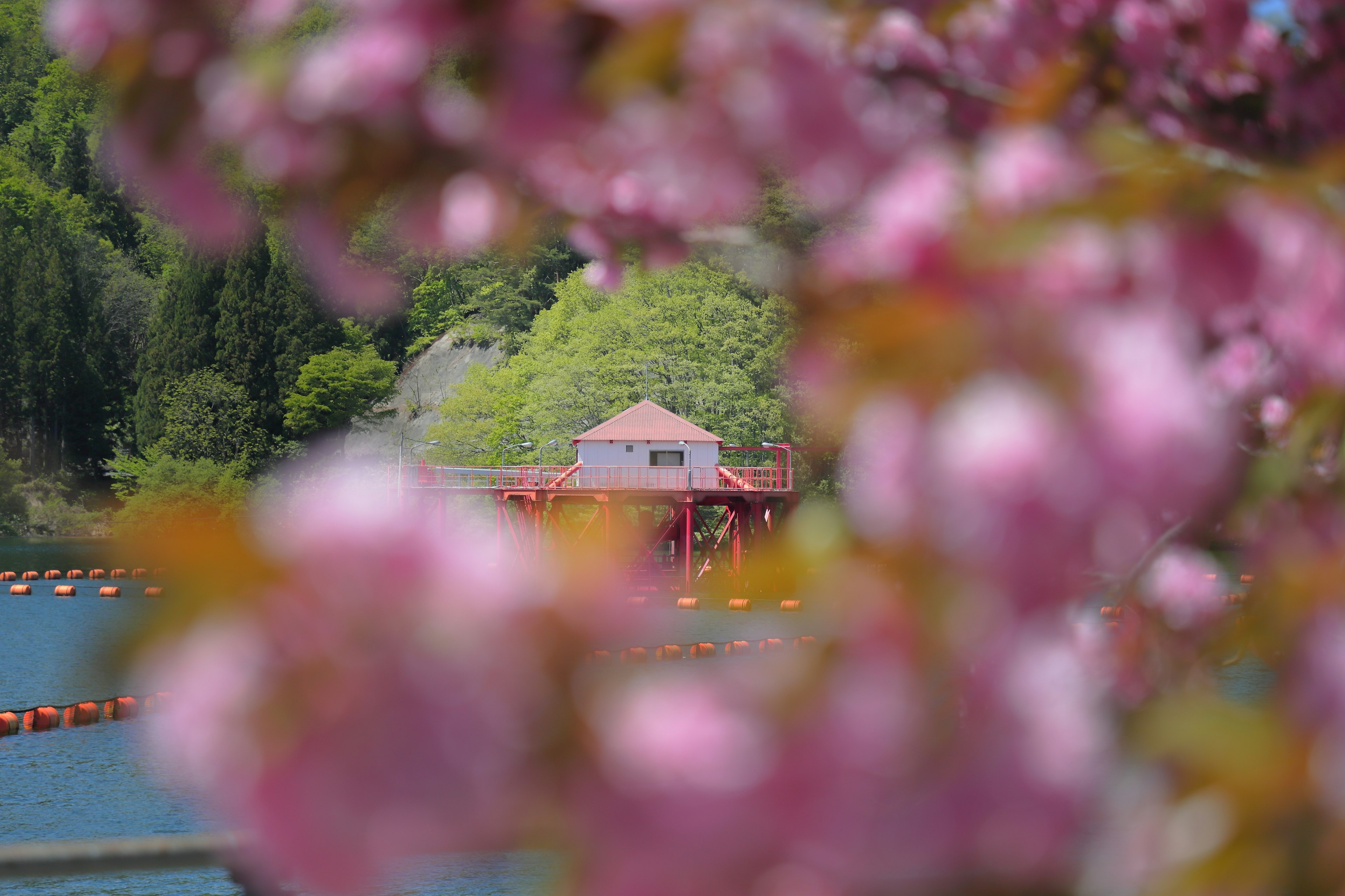 Vista panoramica di un cabinato circondato da ciliegi in fiore e un lago