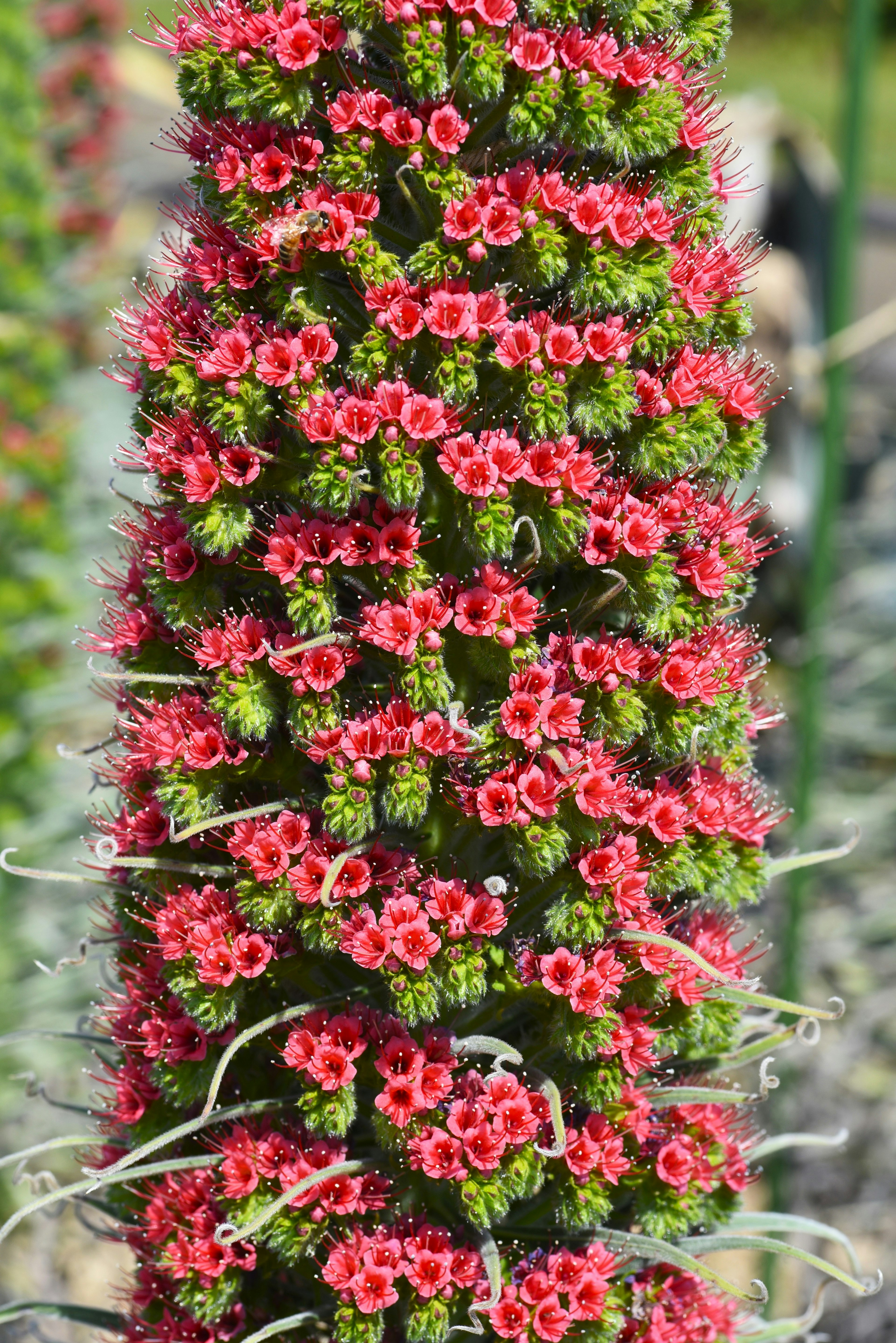 Hoher Kaktus mit Clustern von leuchtend roten Blumen