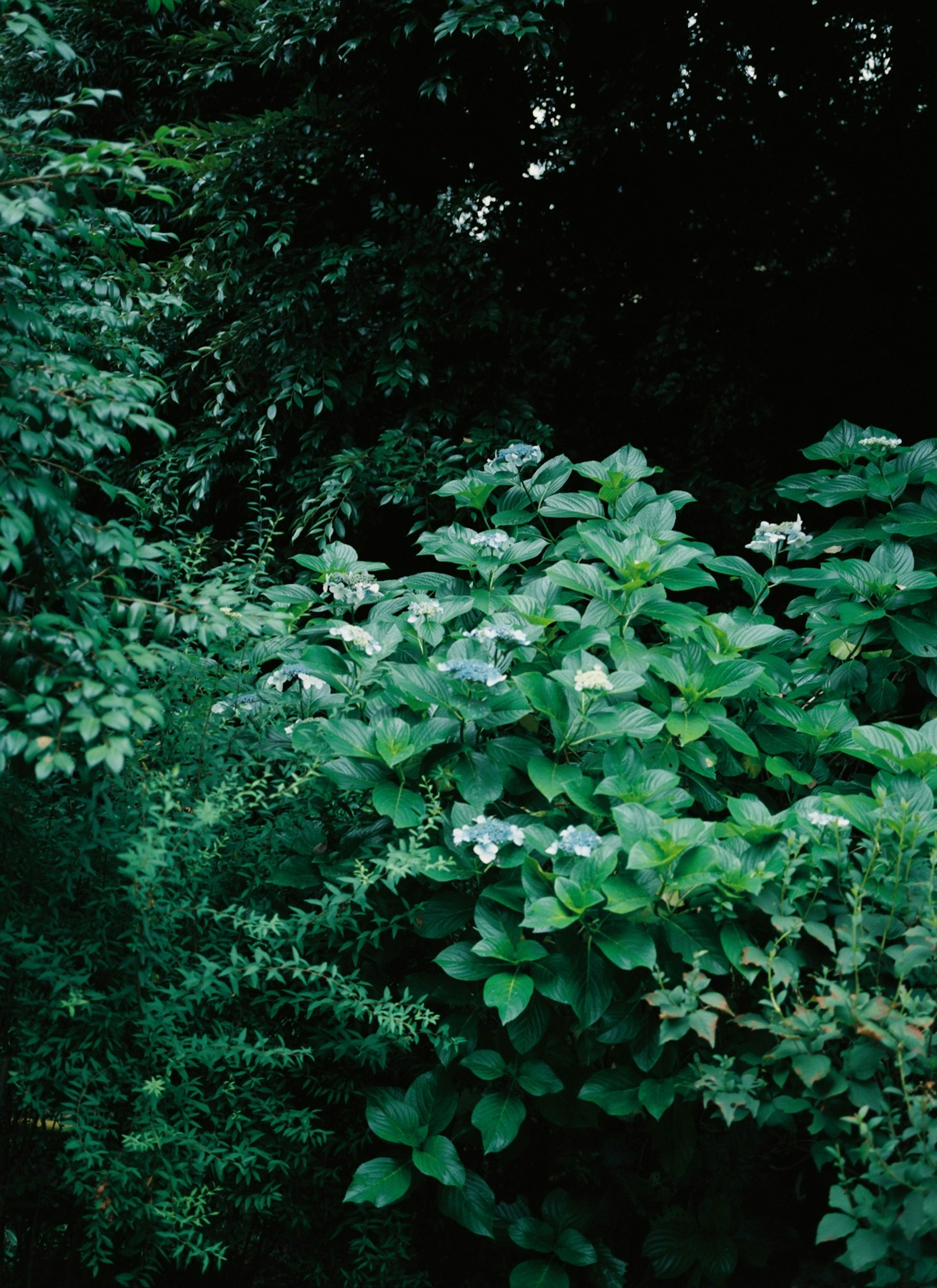 Fitta vegetazione con diverse sfumature di foglie verdi