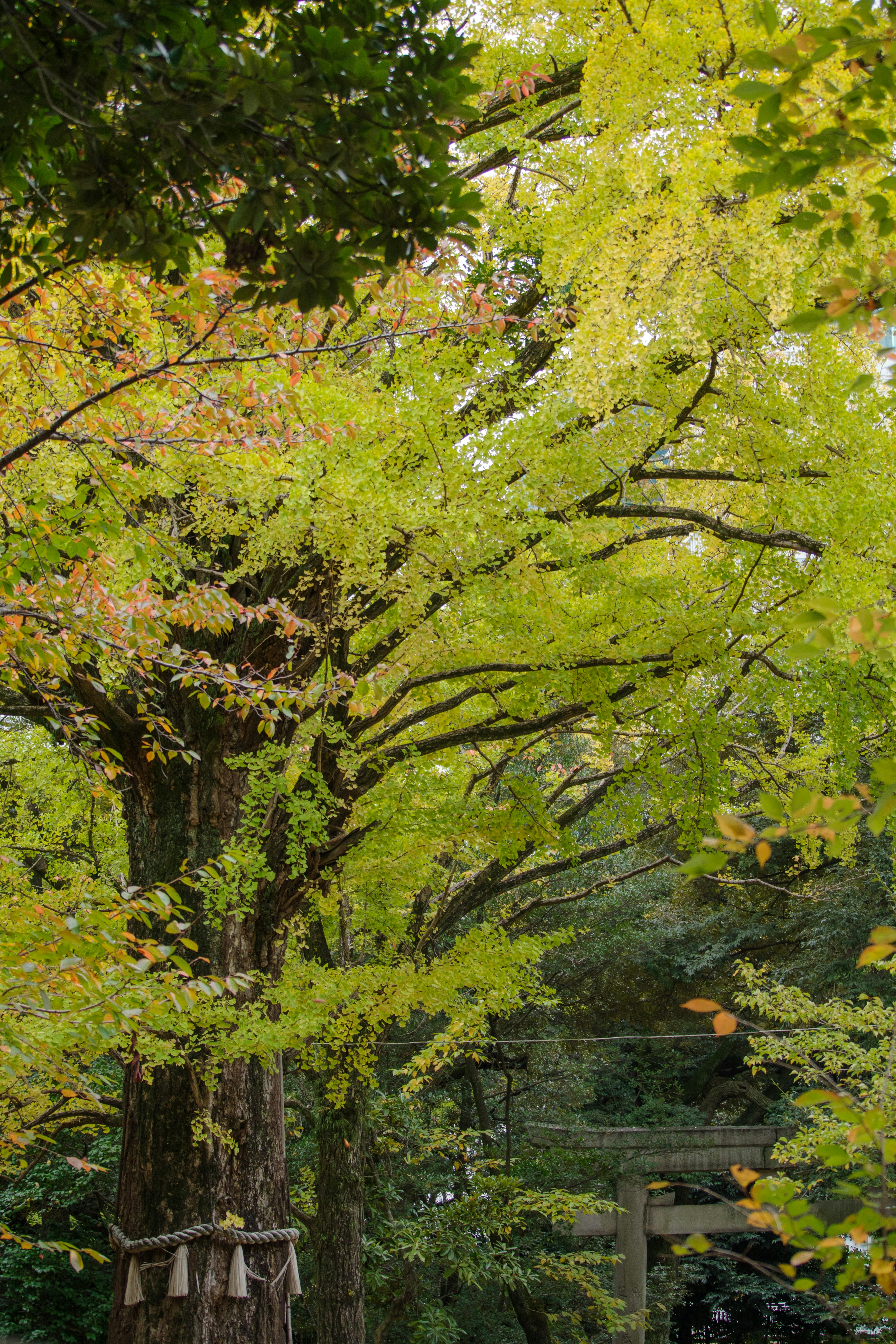 Un paisaje con ramas de árboles con hojas verdes y amarillas