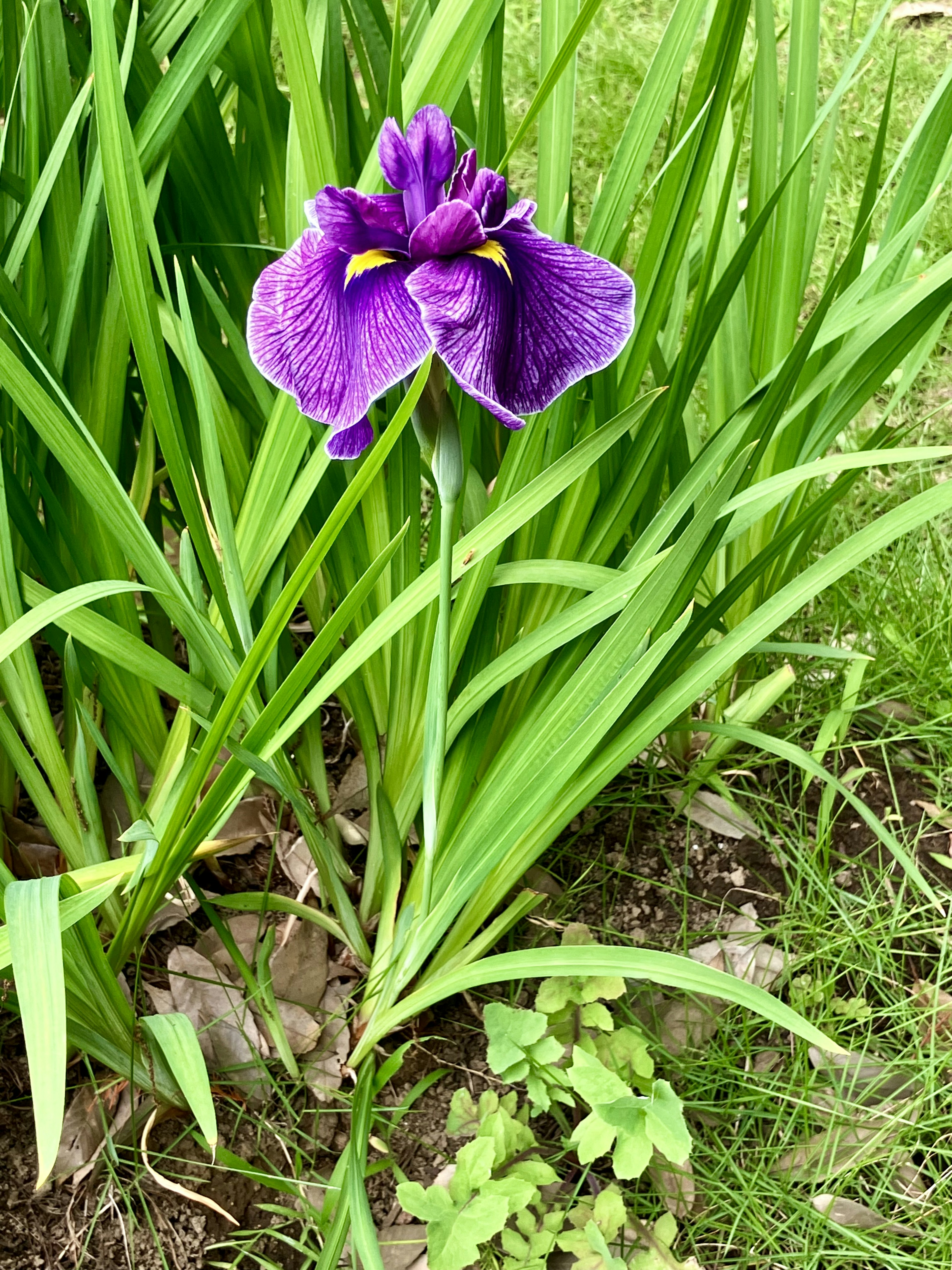 紫色のアイリスの花が緑の葉の間に咲いている様子