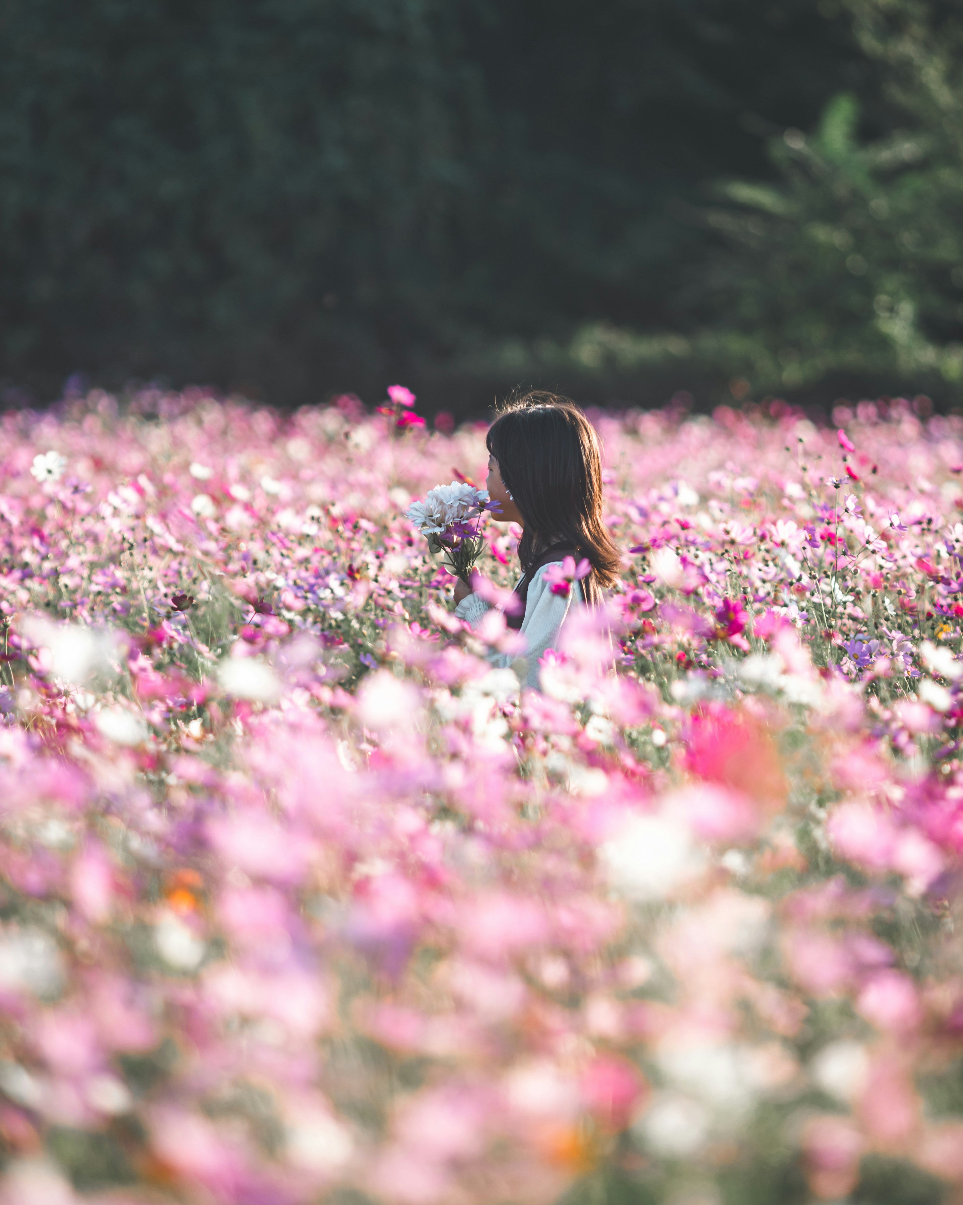 花畑の中で花束を持つ女性のシルエット