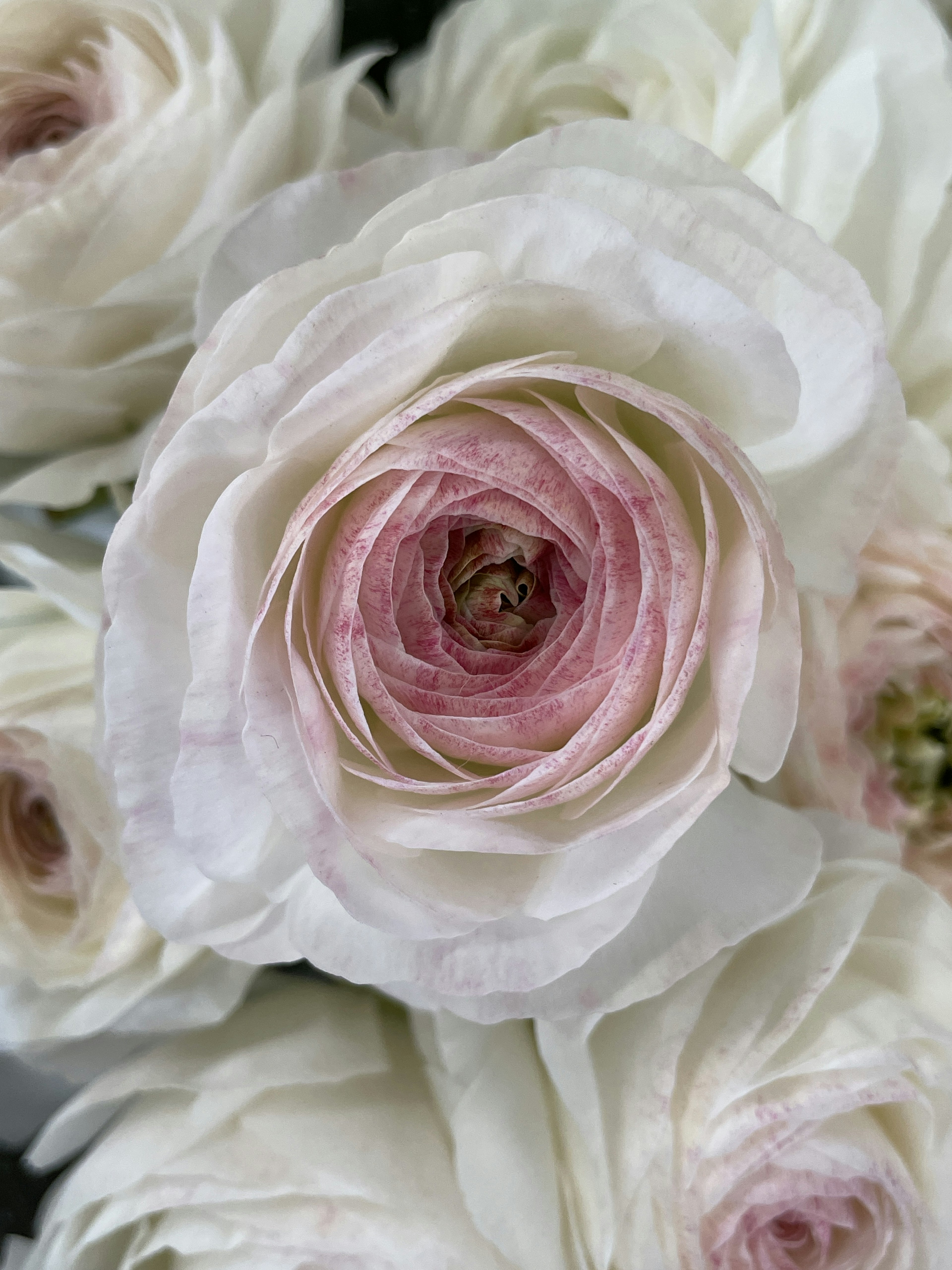 Close-up of white and pink ranunculus flowers