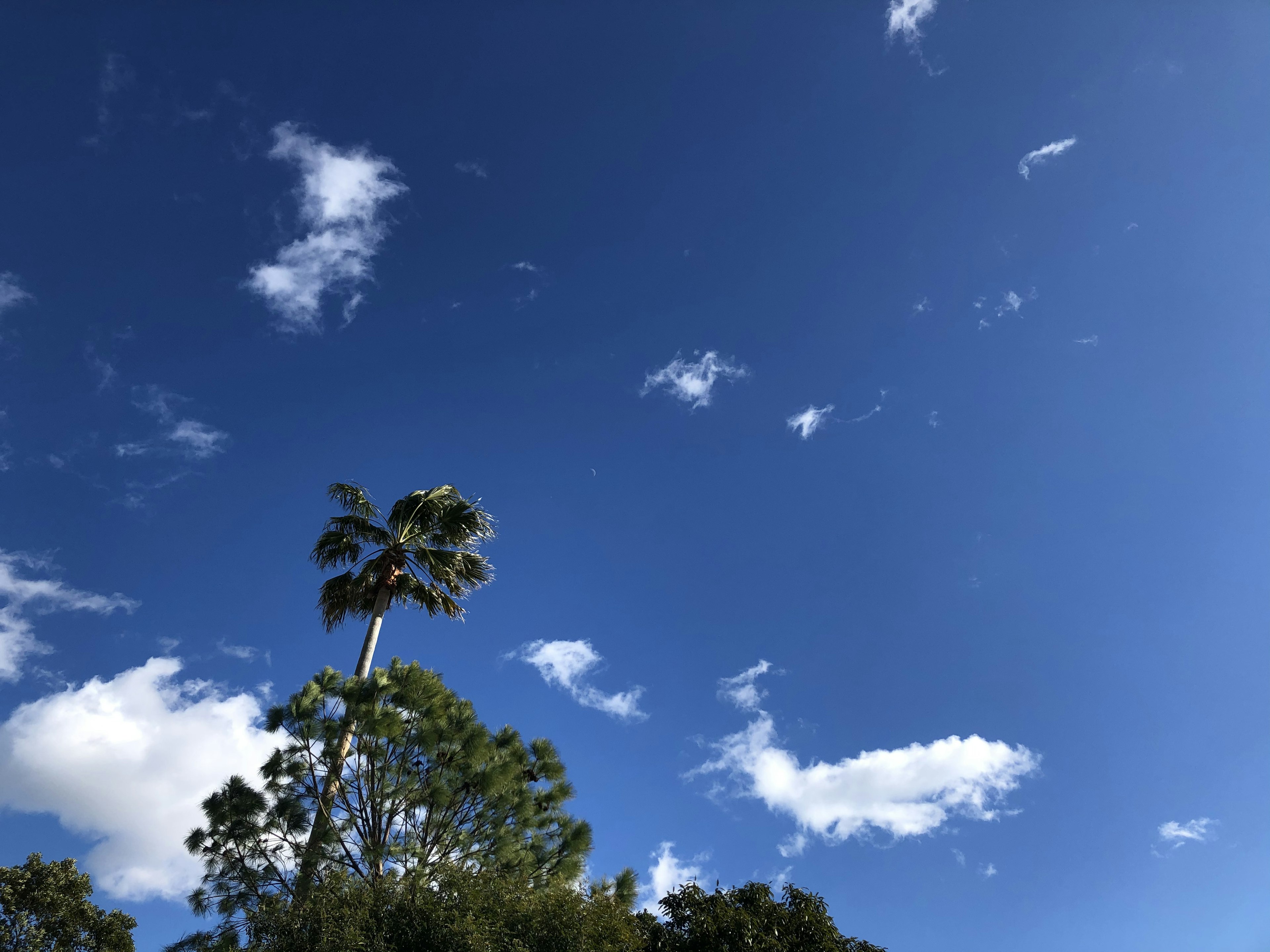 Langit biru cerah dengan awan putih dan pohon palem tinggi