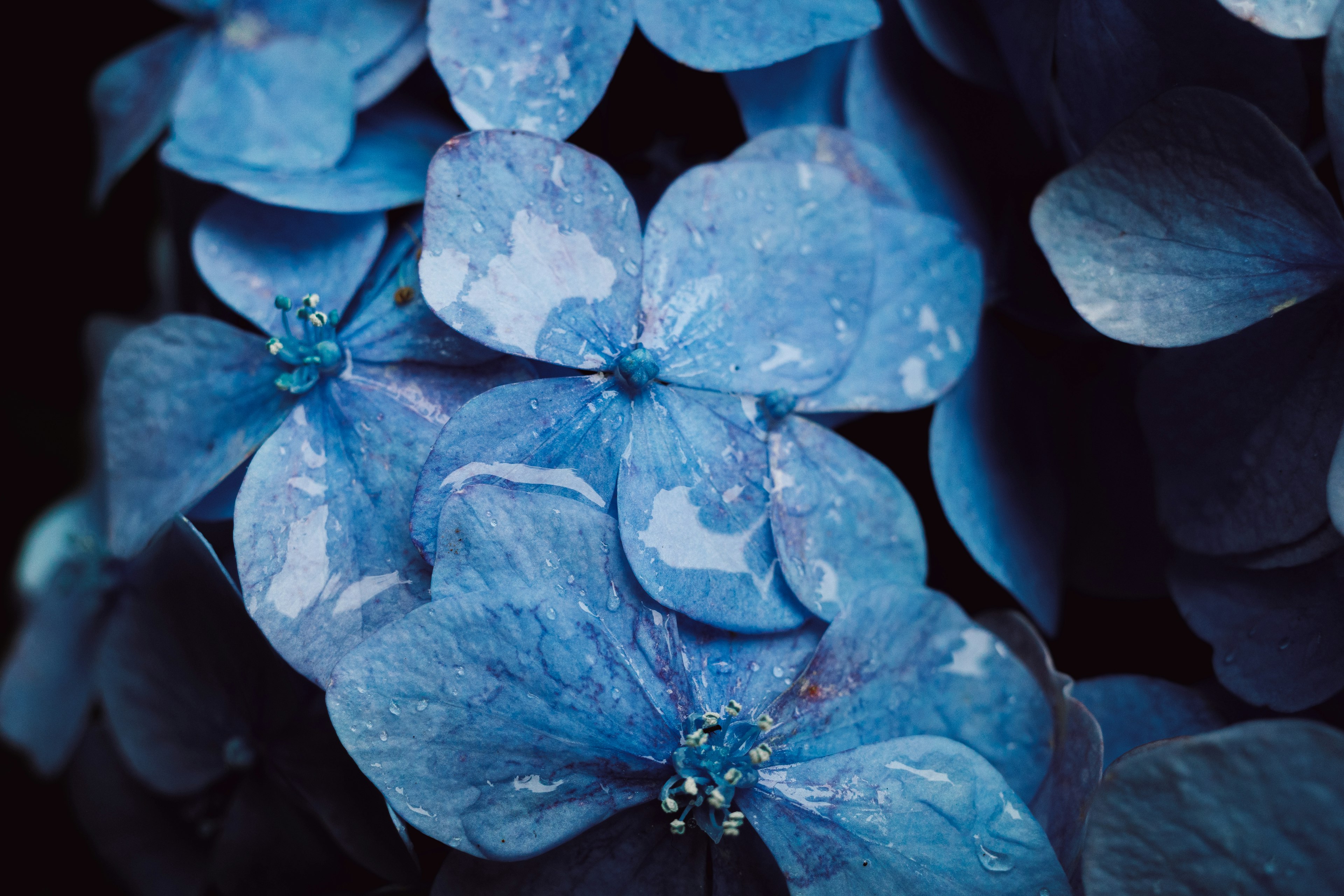 Eine Ansammlung von schönen blauen Hortensienblütenblättern