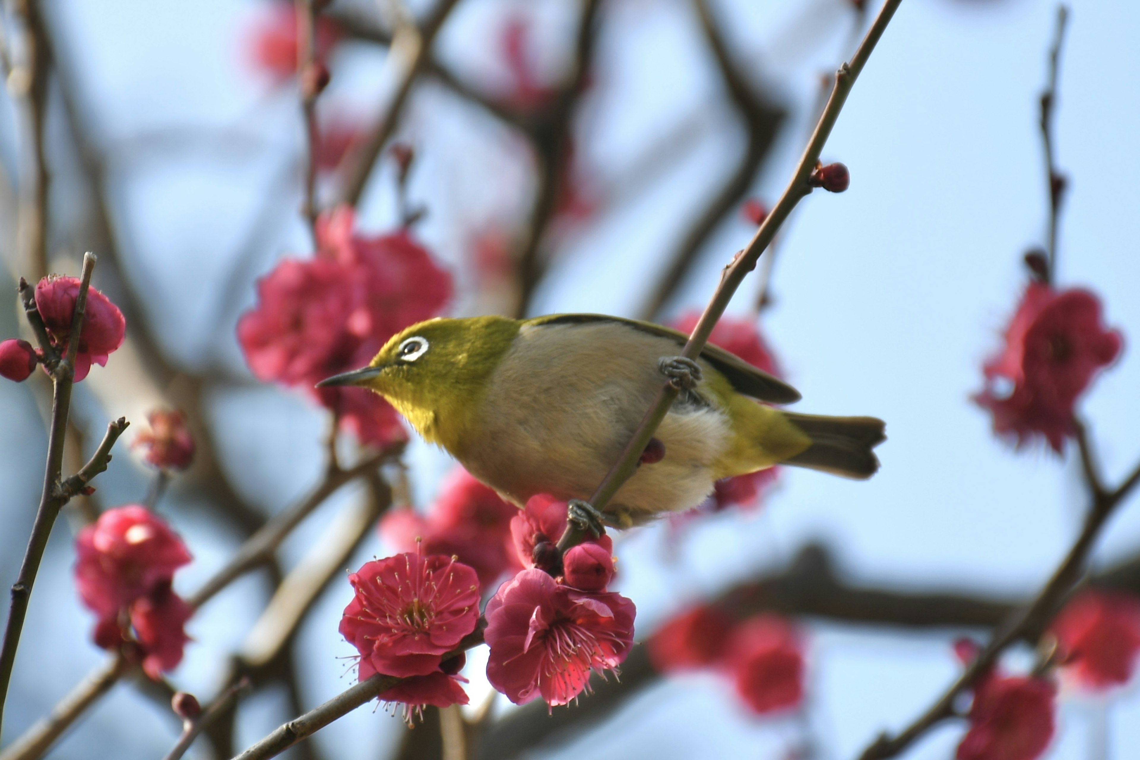 Un oiseau yeux blancs japonais perché parmi des fleurs de prunier roses