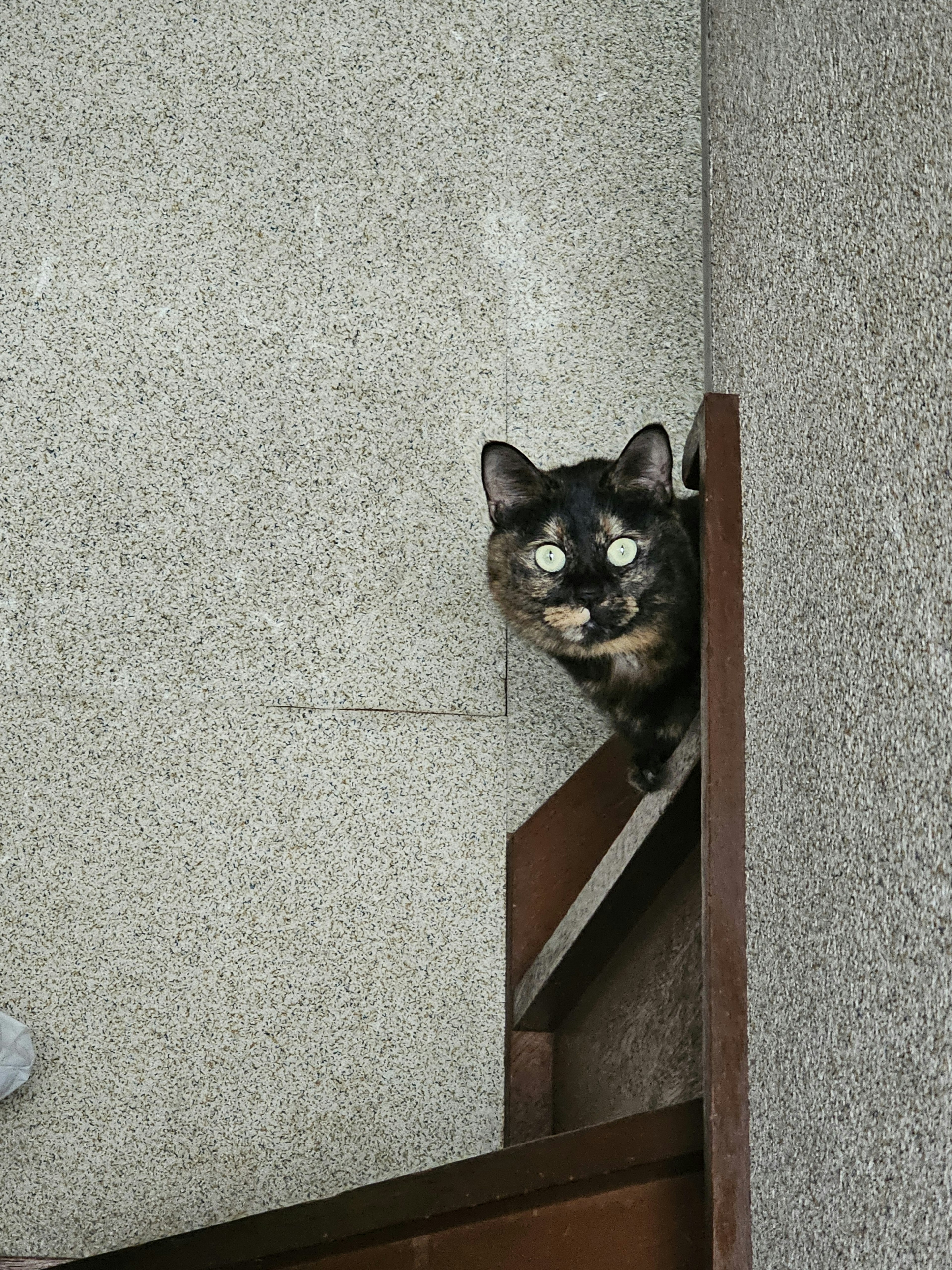 Un gatto nero che sbircia da una fessura nel muro