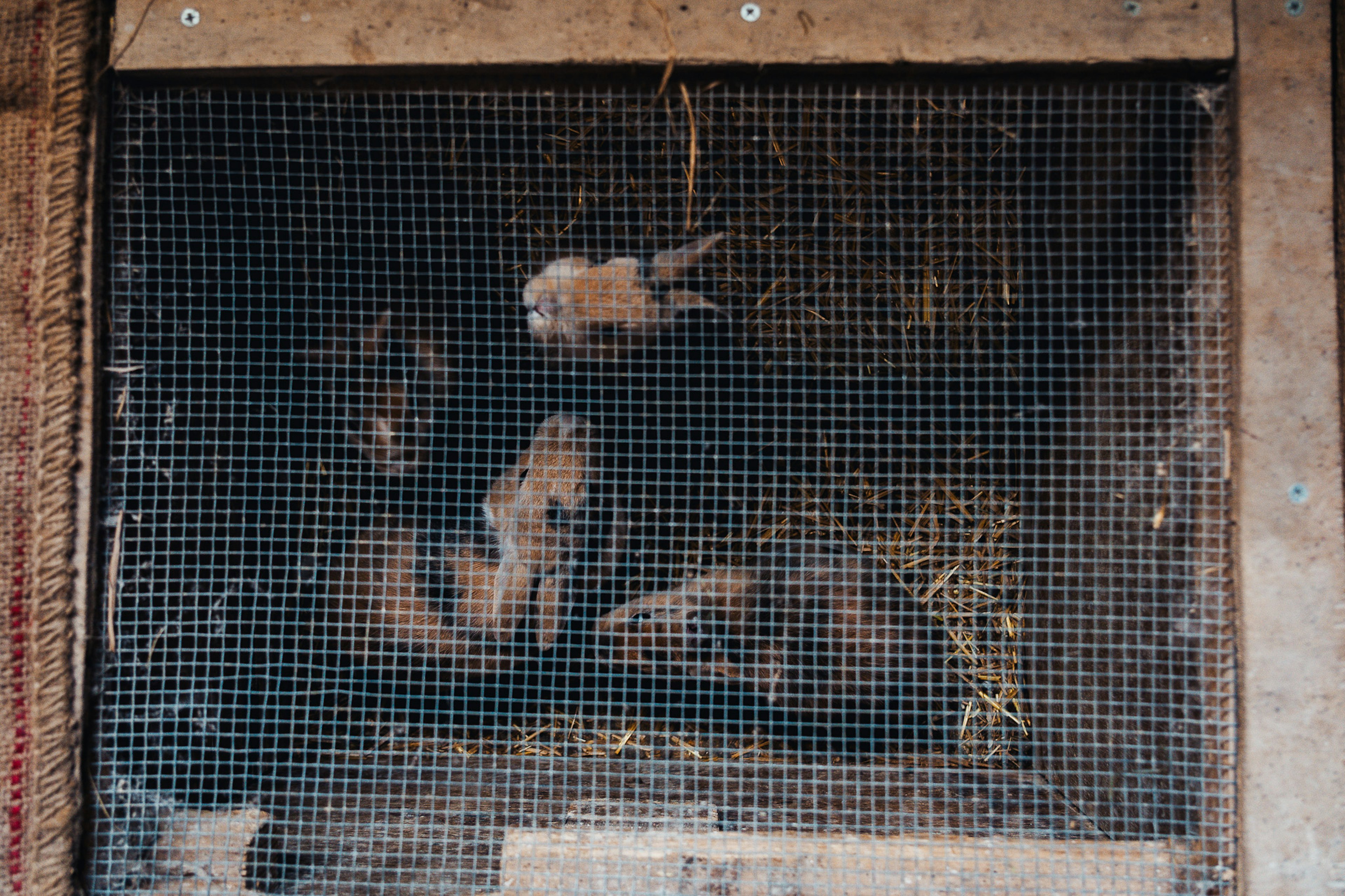 A small animal inside a cage with a mesh covering