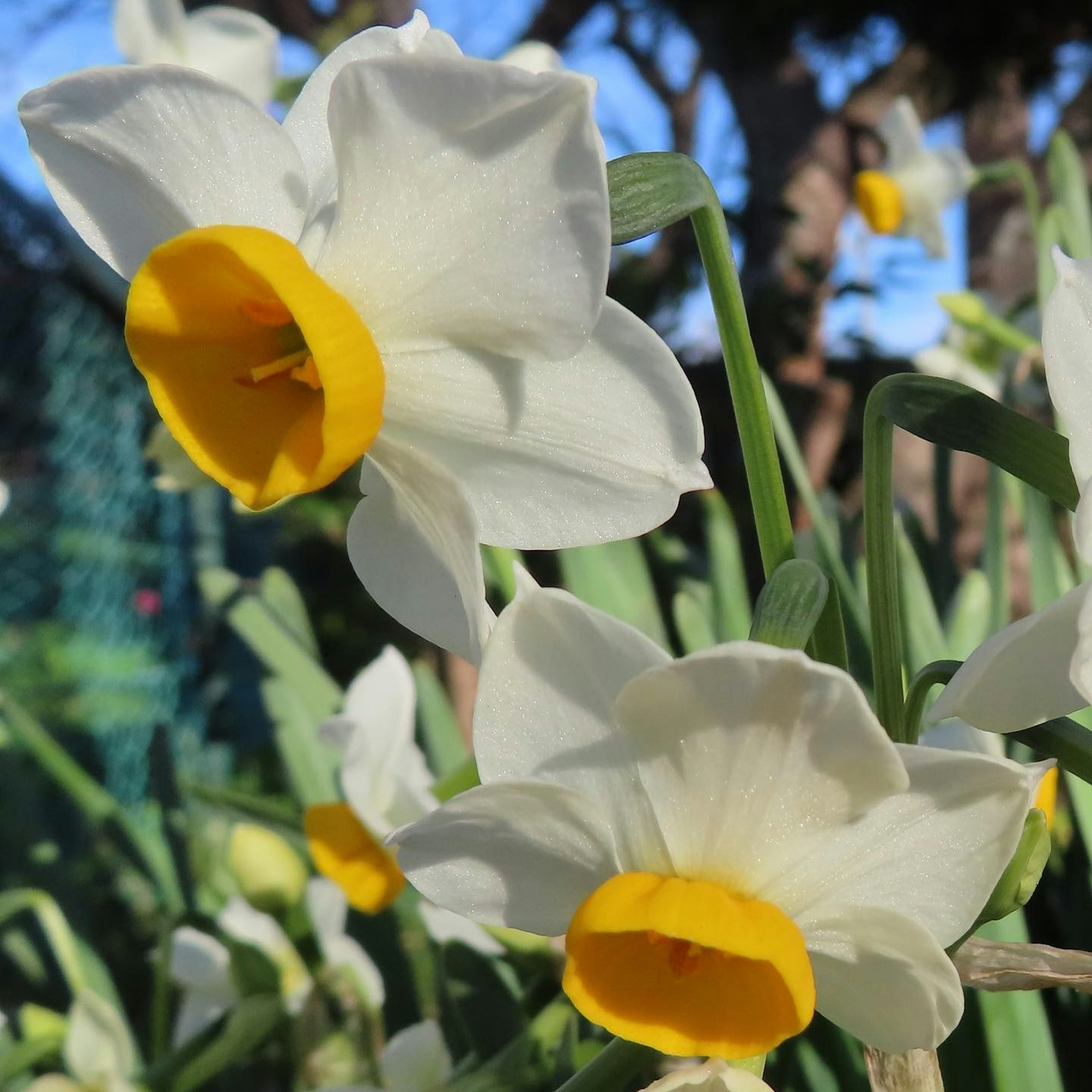 Narcisi con petali bianchi e centro giallo che fioriscono in un giardino