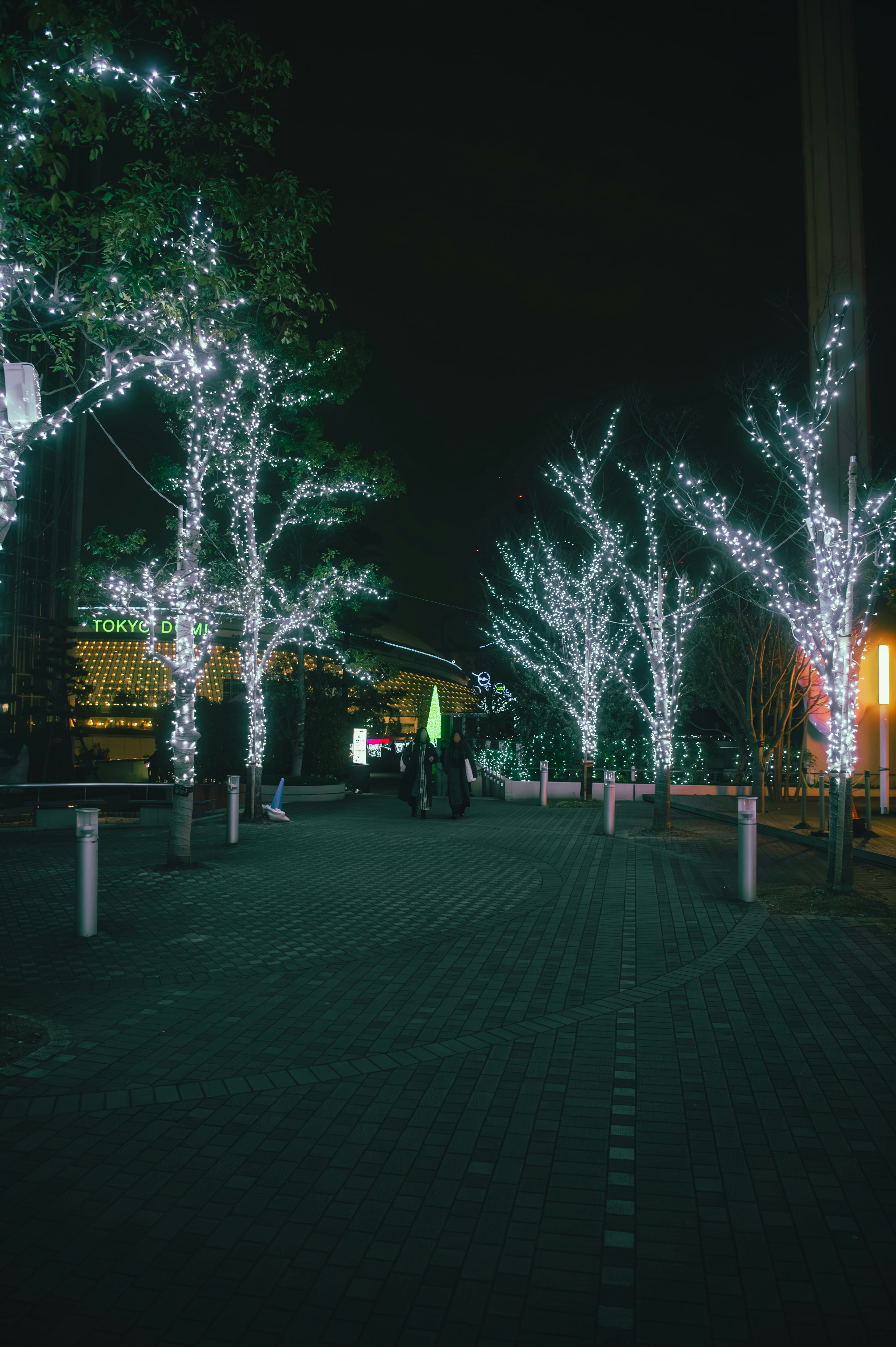 Pathway lined with illuminated white trees at night