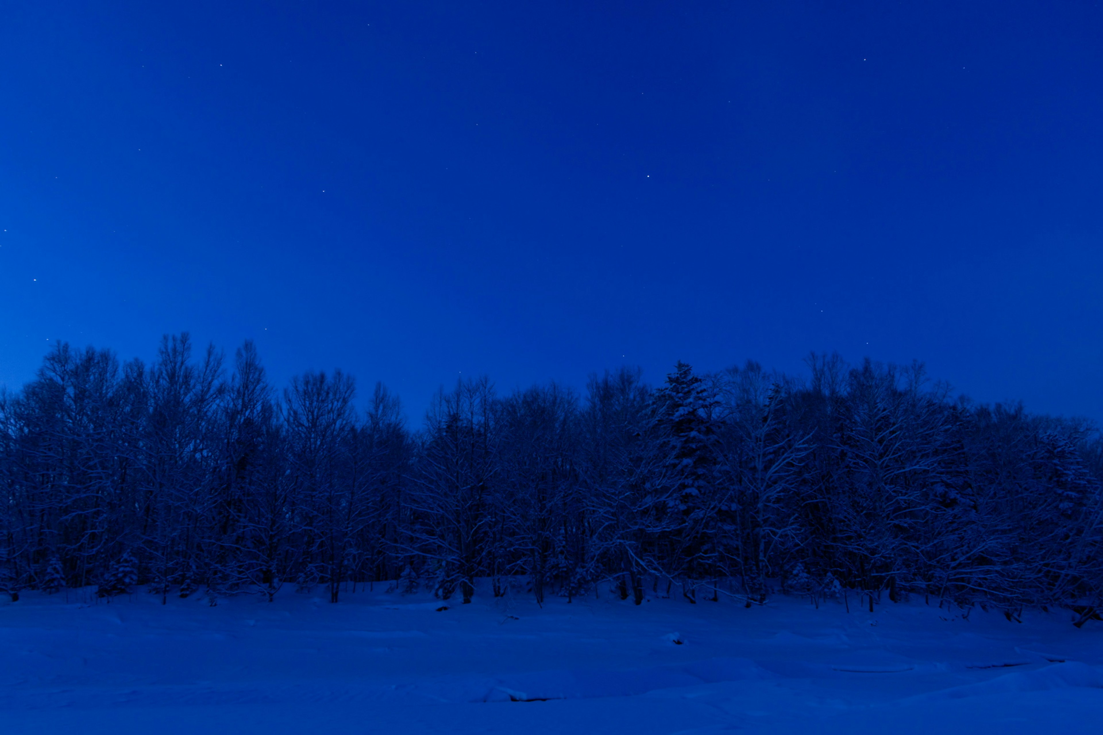 Langit malam biru dengan pohon yang tertutup salju