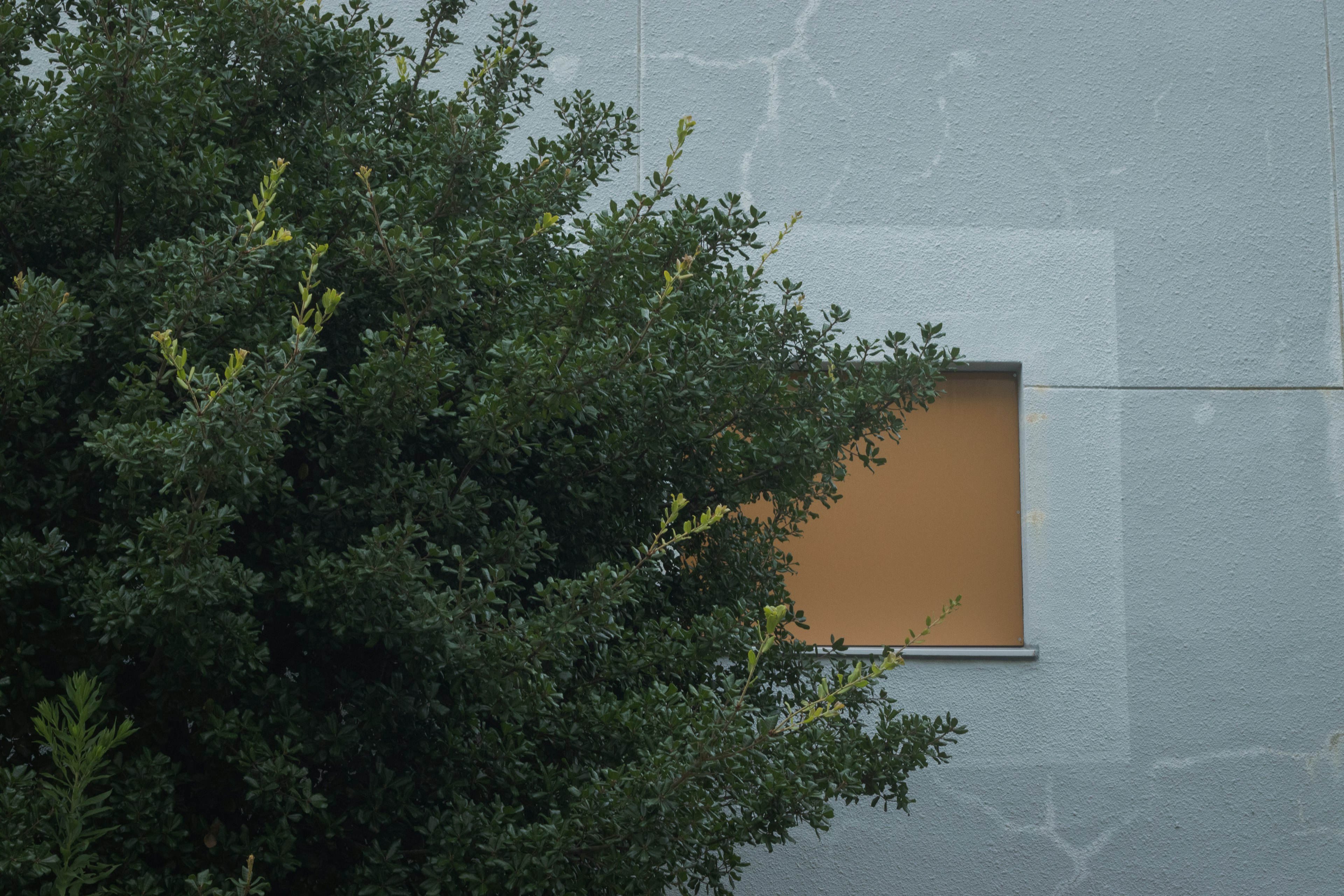 Graue Wand mit einem offenen Fenster und grünem Baum