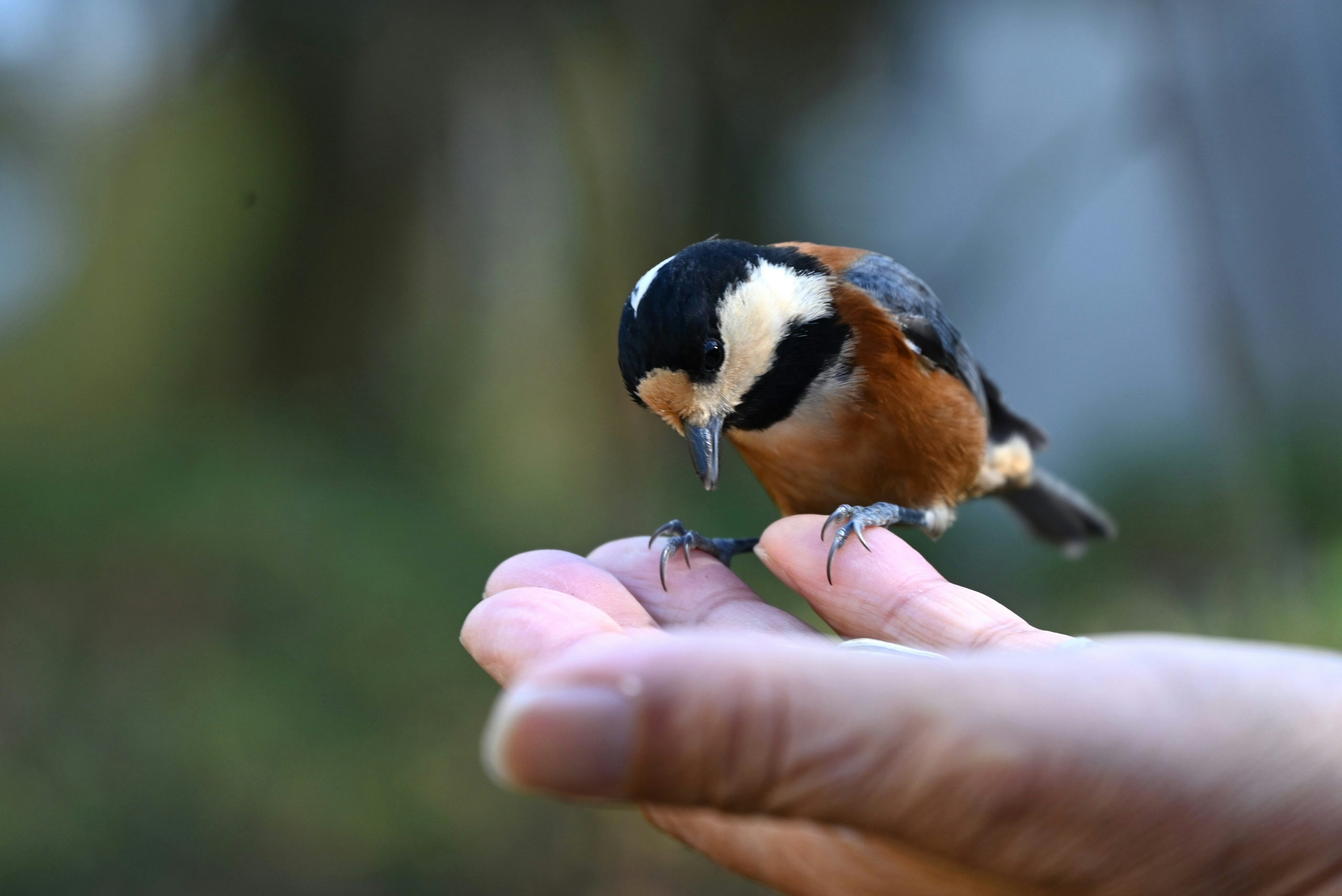 A small bird perched on a hand searching for food