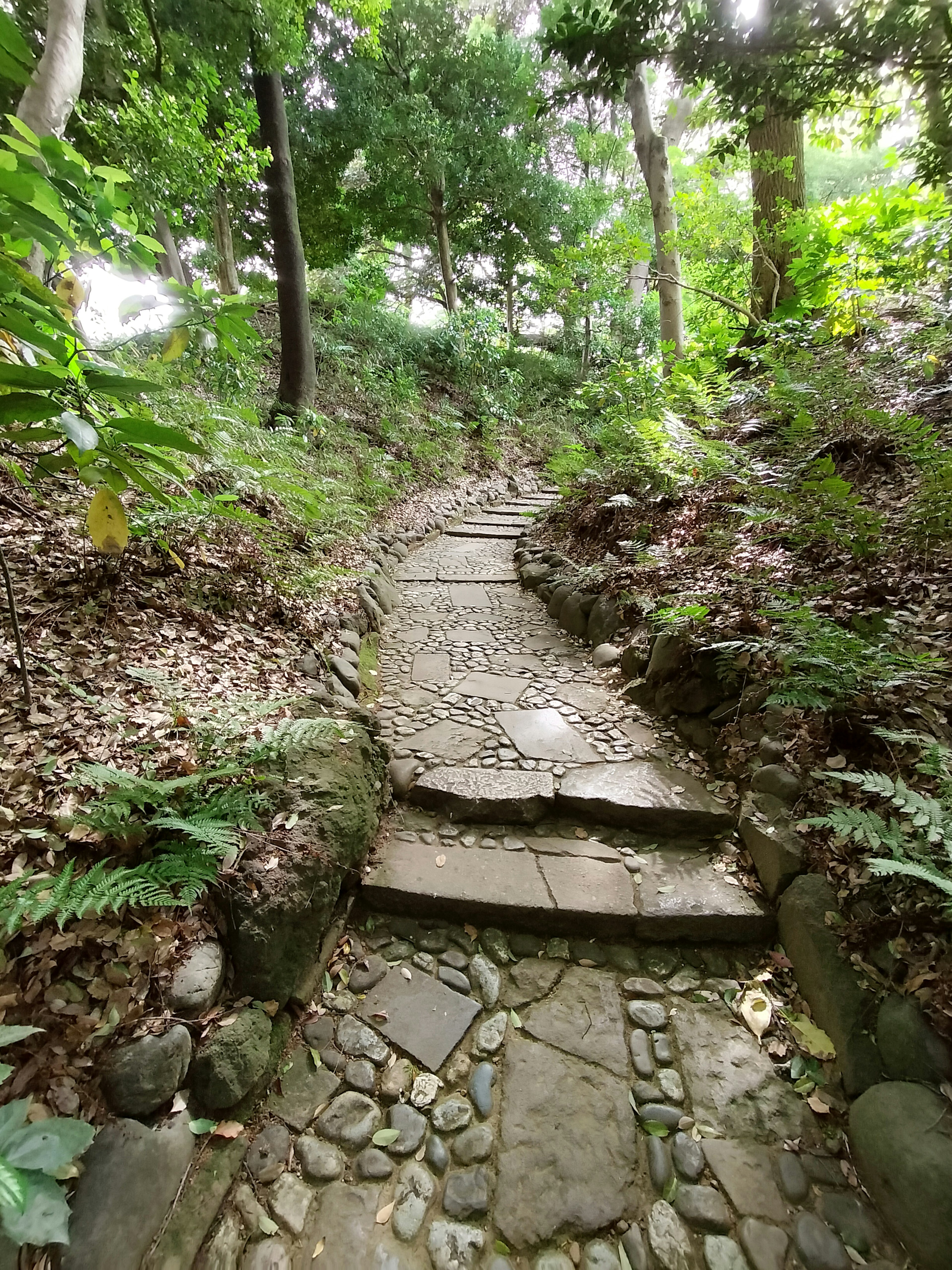 Curved stone path surrounded by greenery