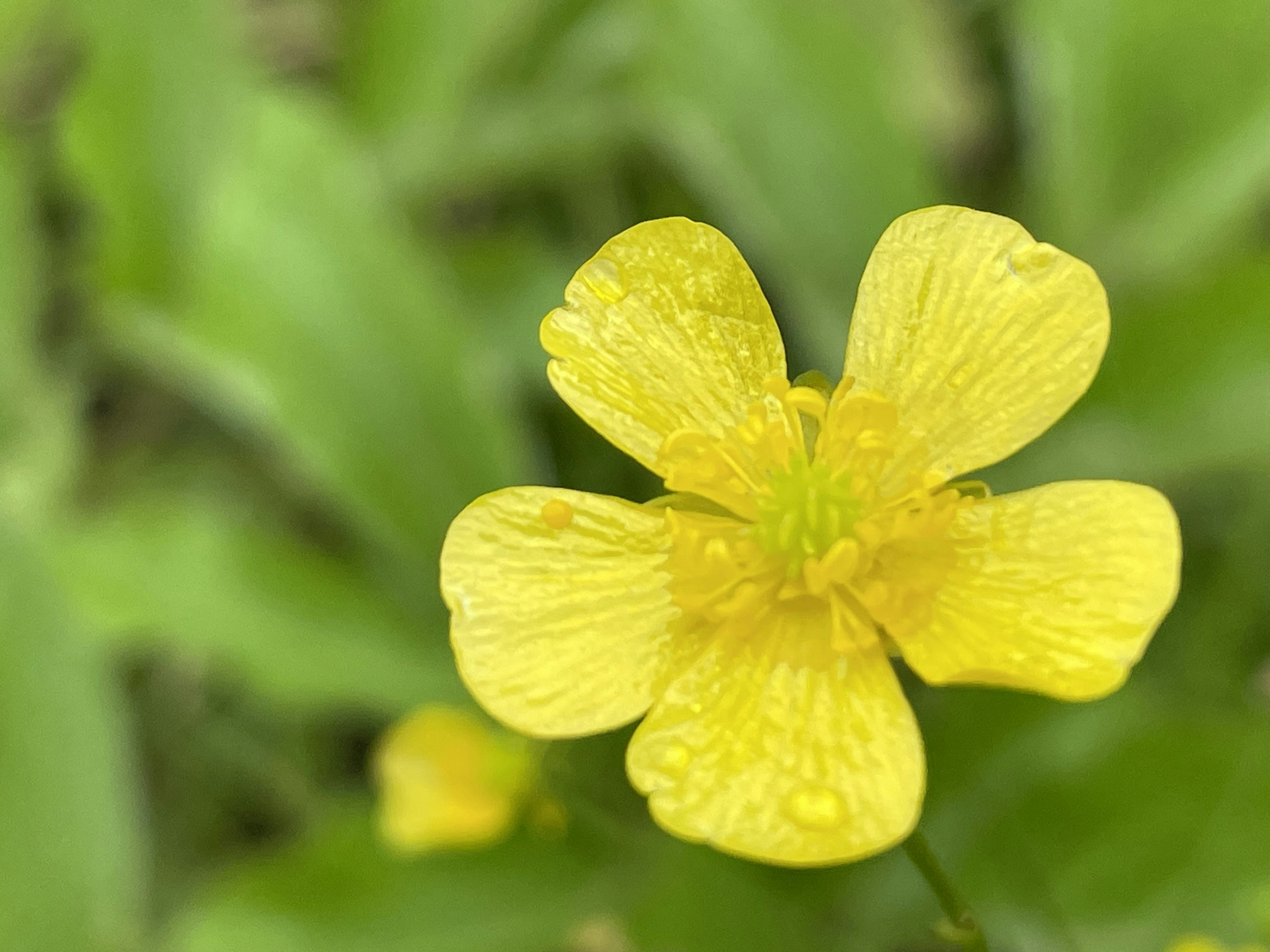 Primo piano di un fiore giallo con petali circondati da foglie verdi