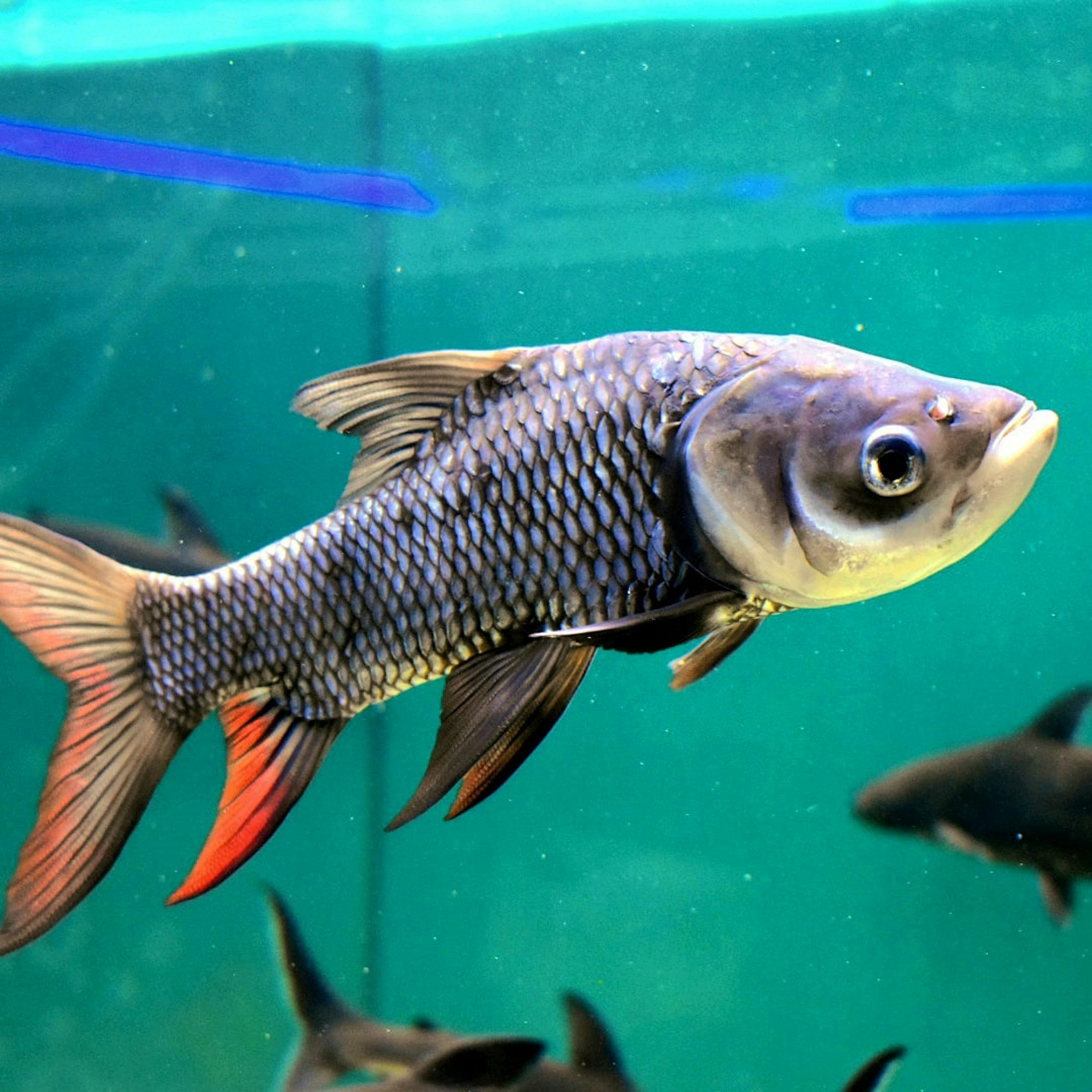 Un pez vibrante nadando en un acuario con escamas y una cola roja