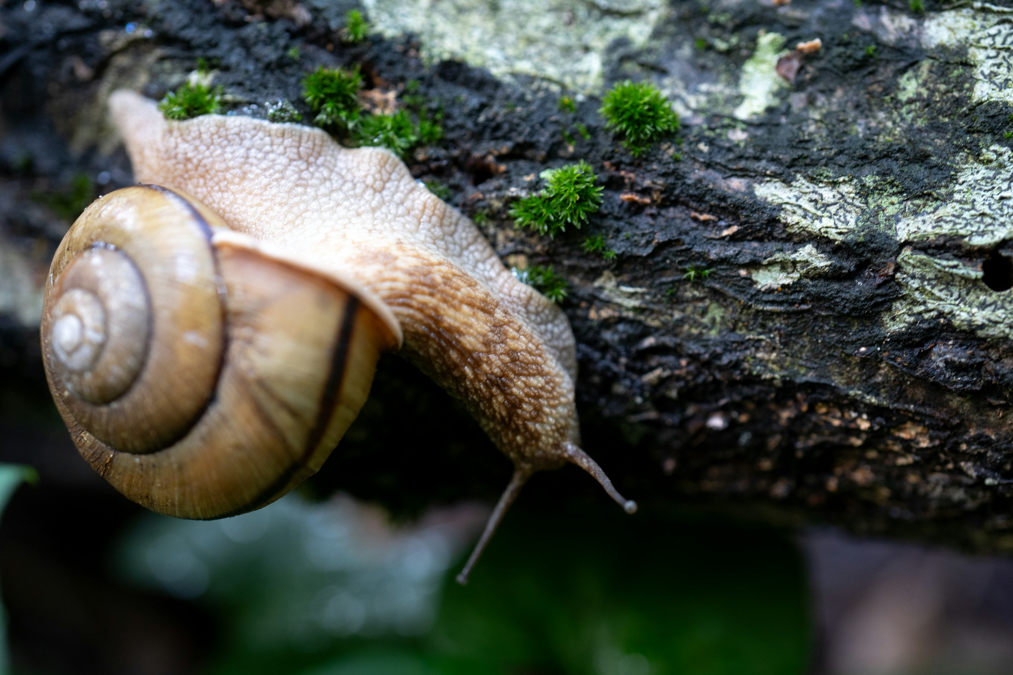 Foto en primer plano de un caracol arrastrándose sobre un tronco de árbol