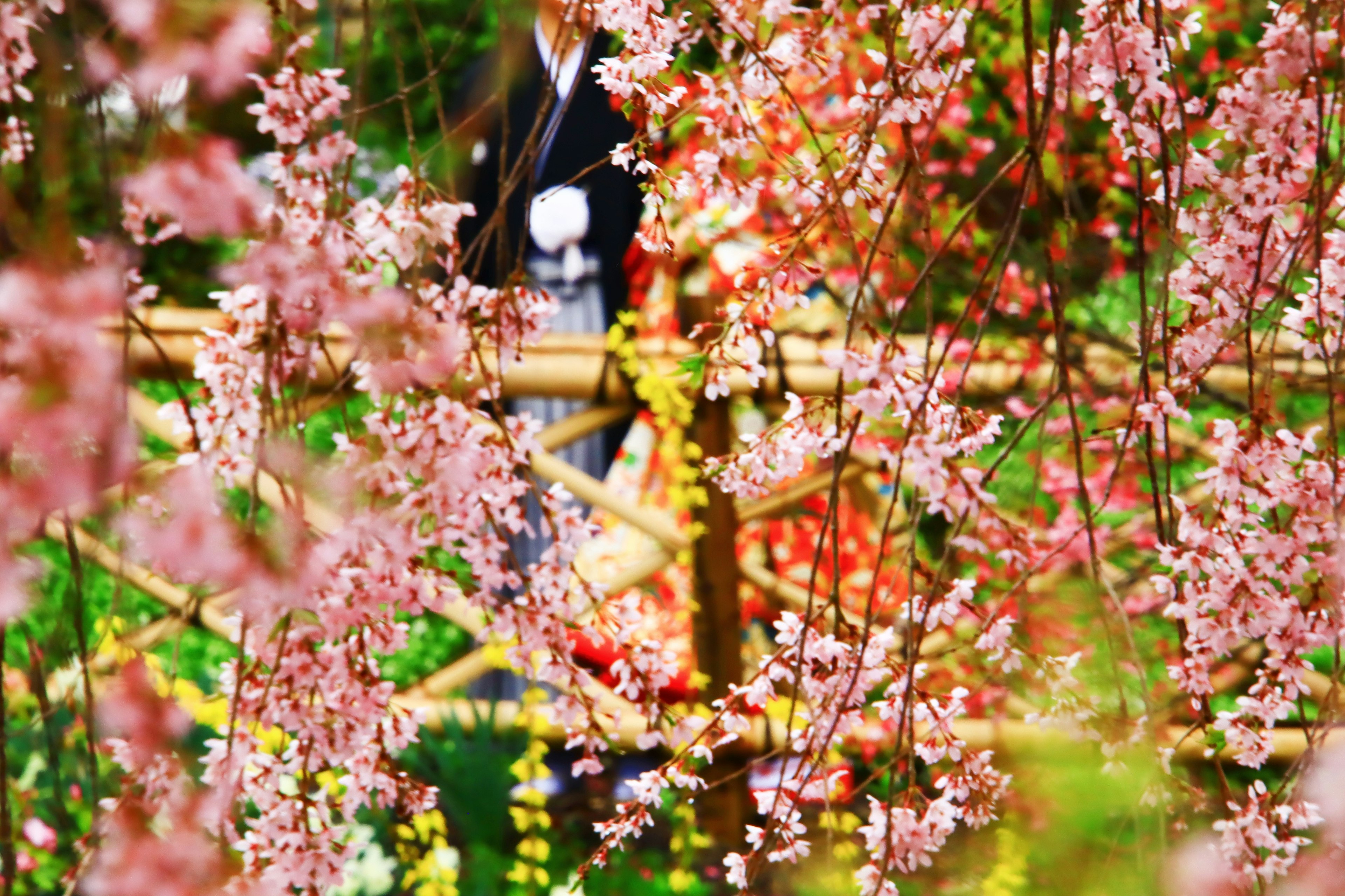 Pemandangan indah dengan seseorang yang mengenakan kimono dikelilingi oleh bunga sakura