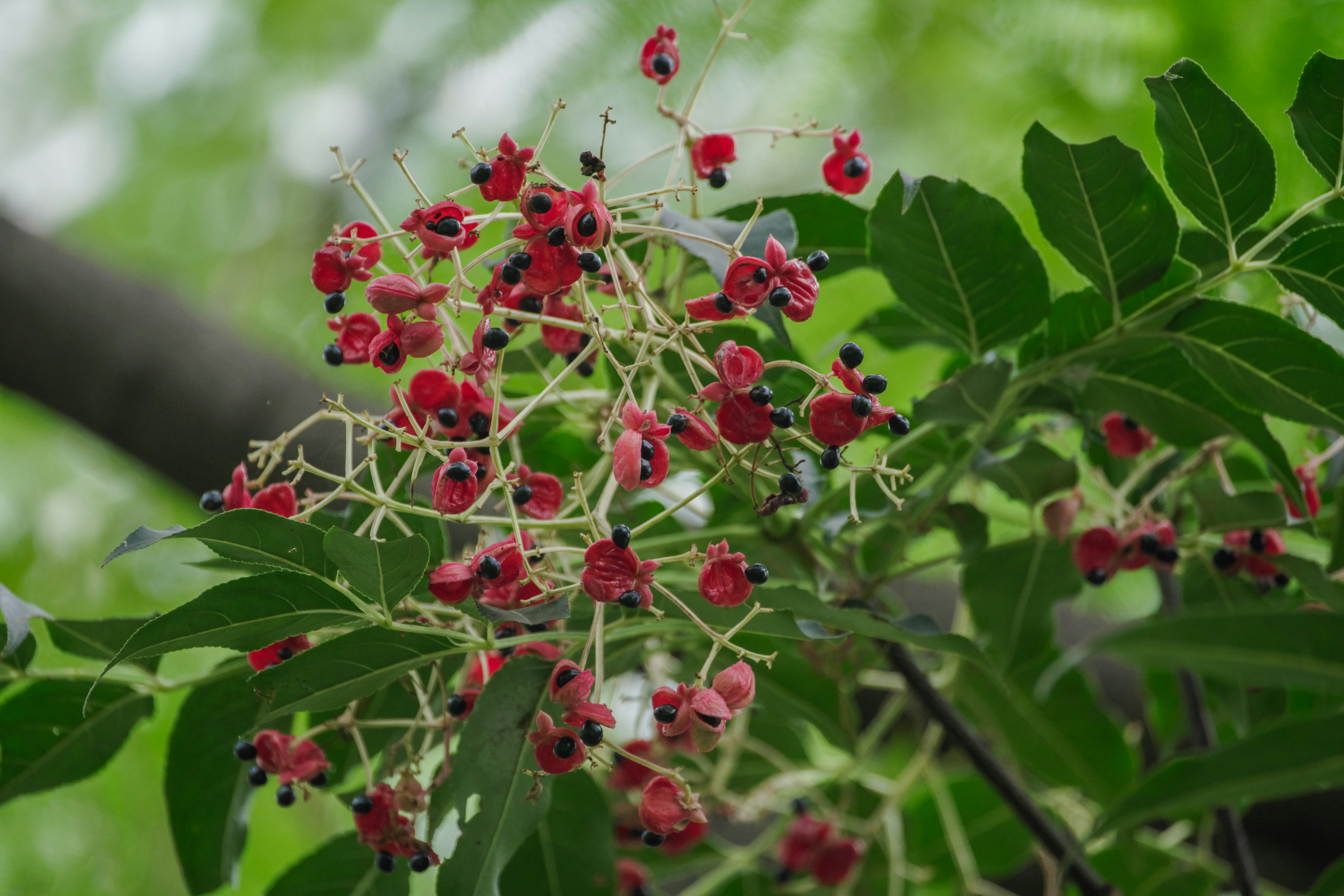 Cabang dengan buah merah cerah dan daun hijau