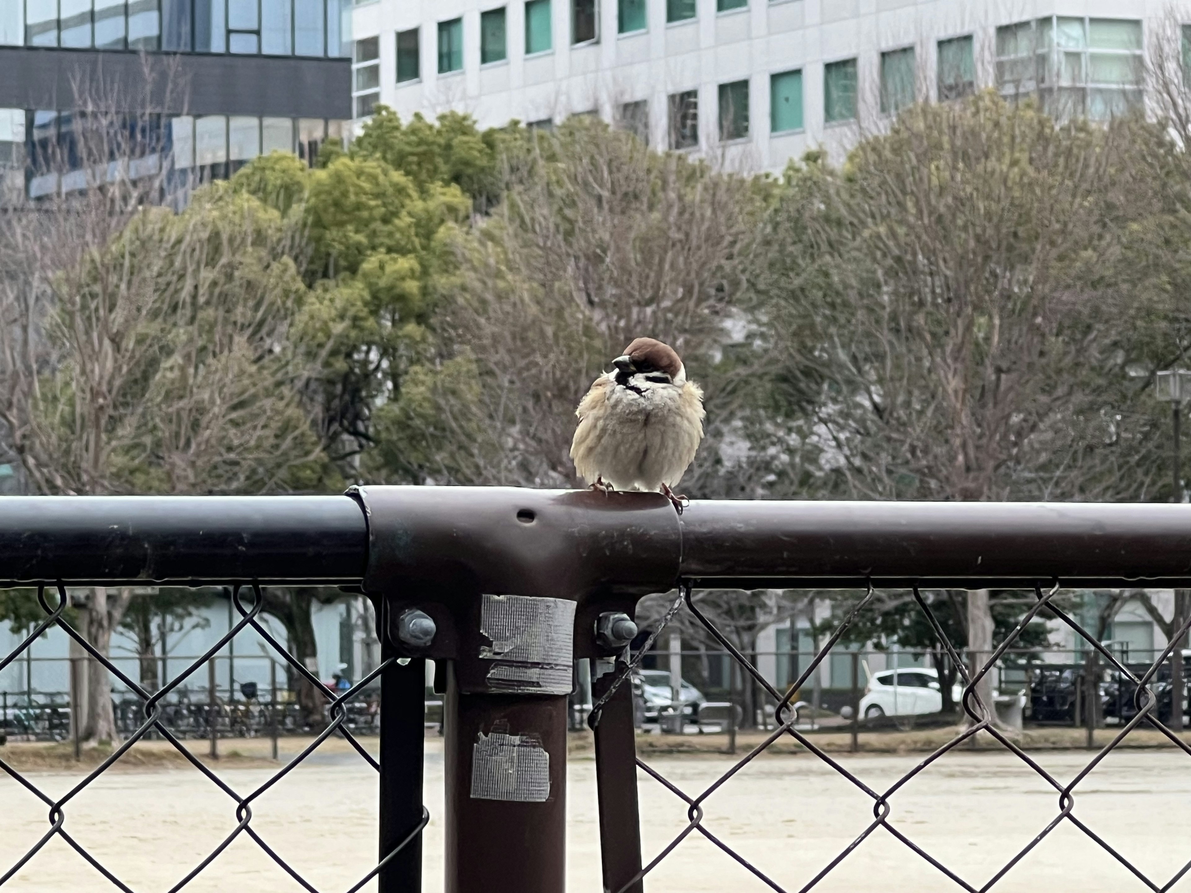 Un piccolo passero posato su una recinzione con uno sfondo di parco