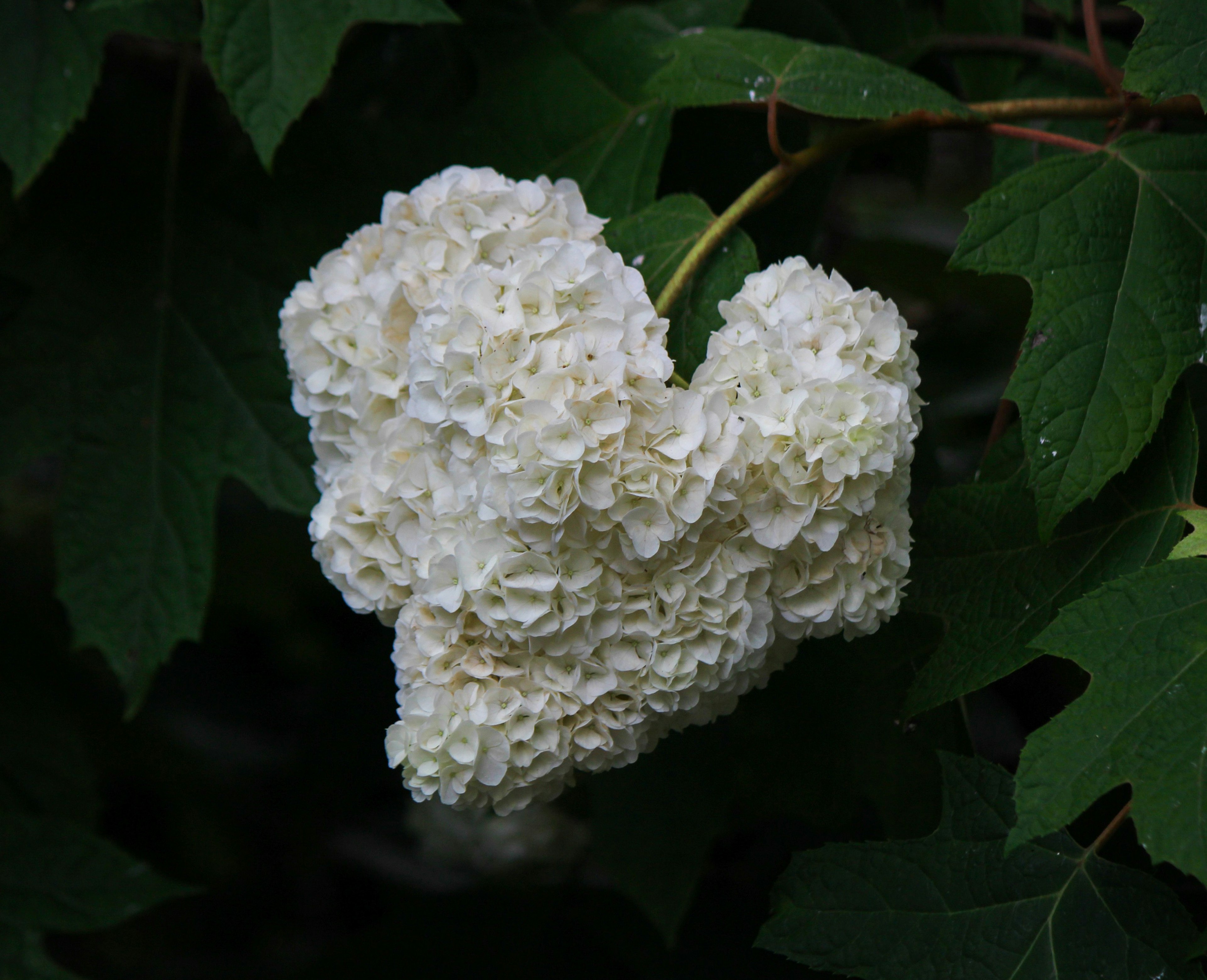 A heart-shaped cluster of white flowers among green leaves