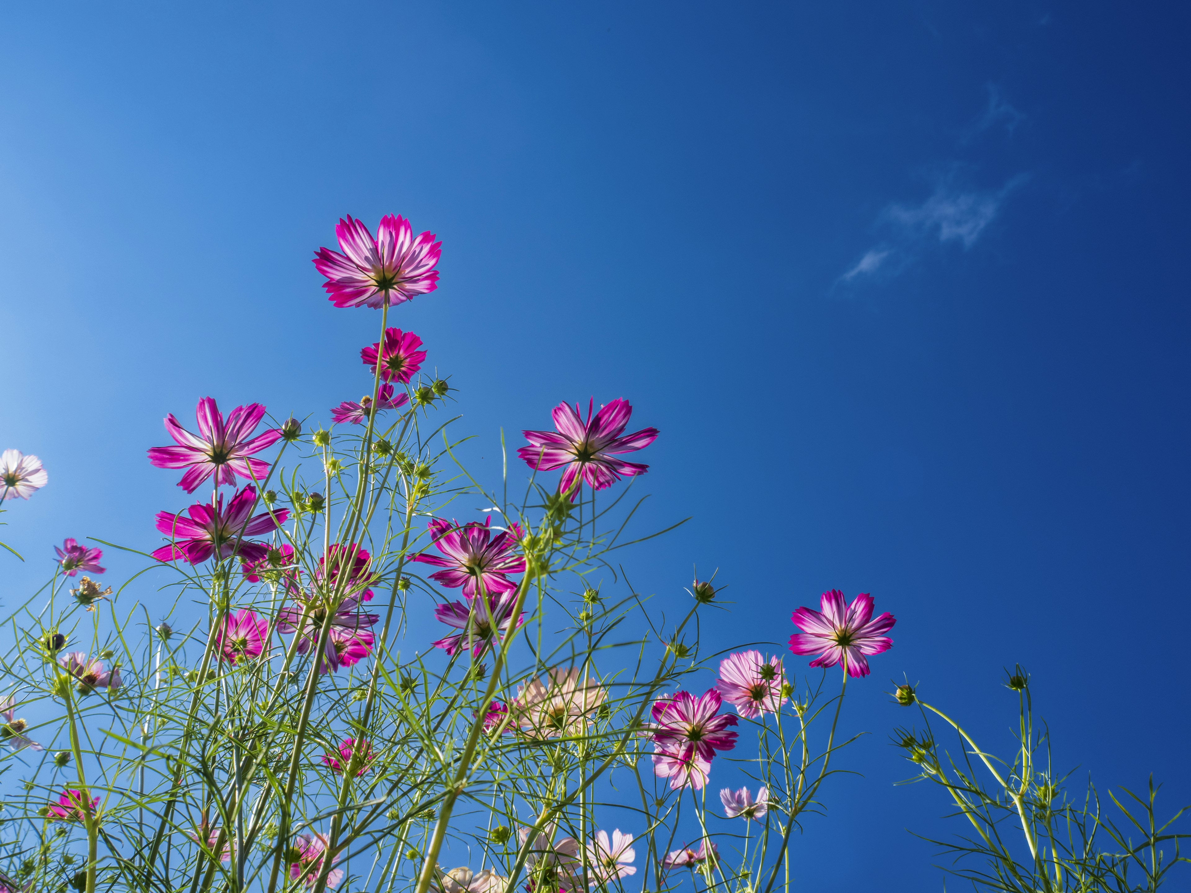 Bunga cosmos merah muda mekar di bawah langit biru yang cerah