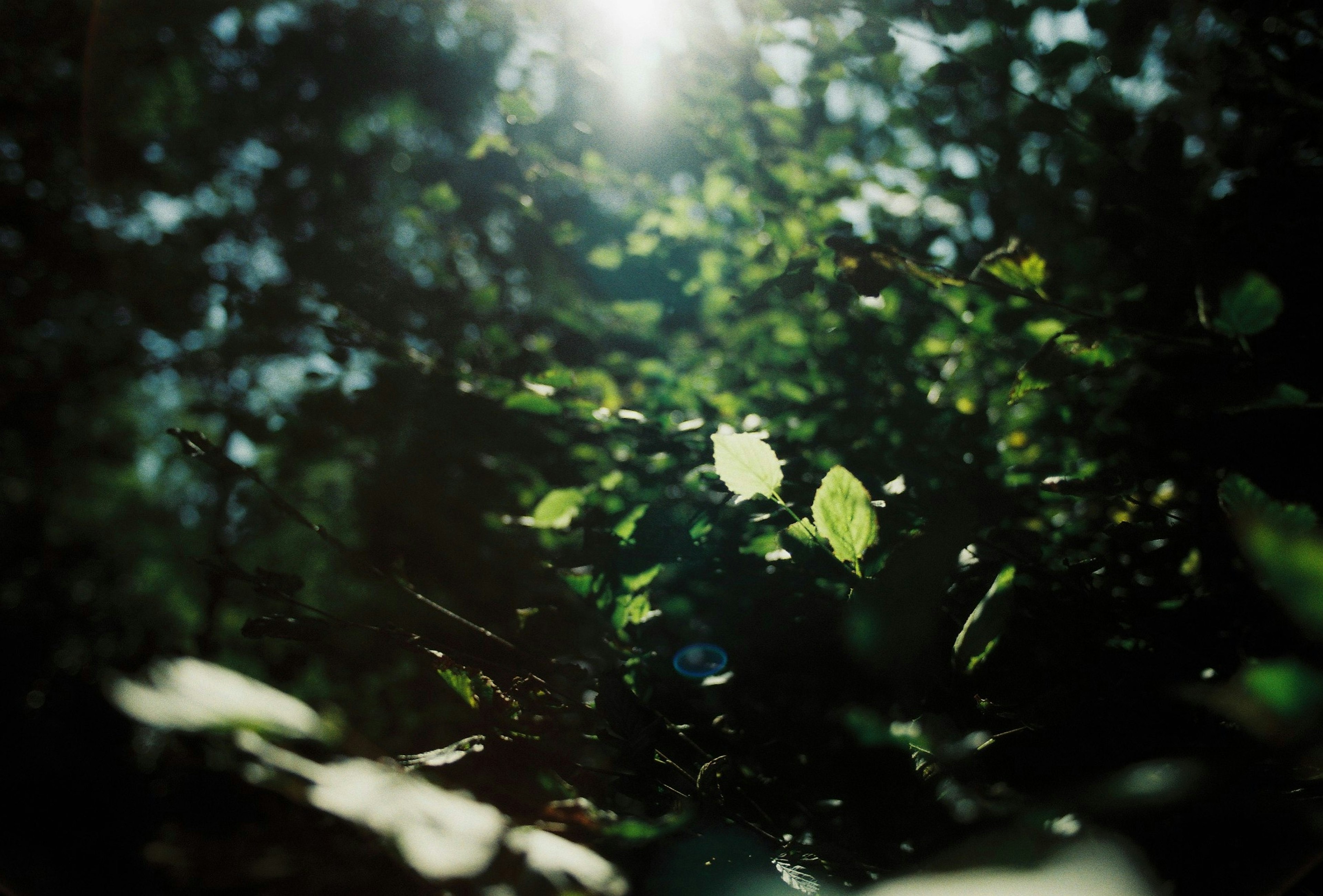 A photograph of green leaves with sunlight filtering through a forest