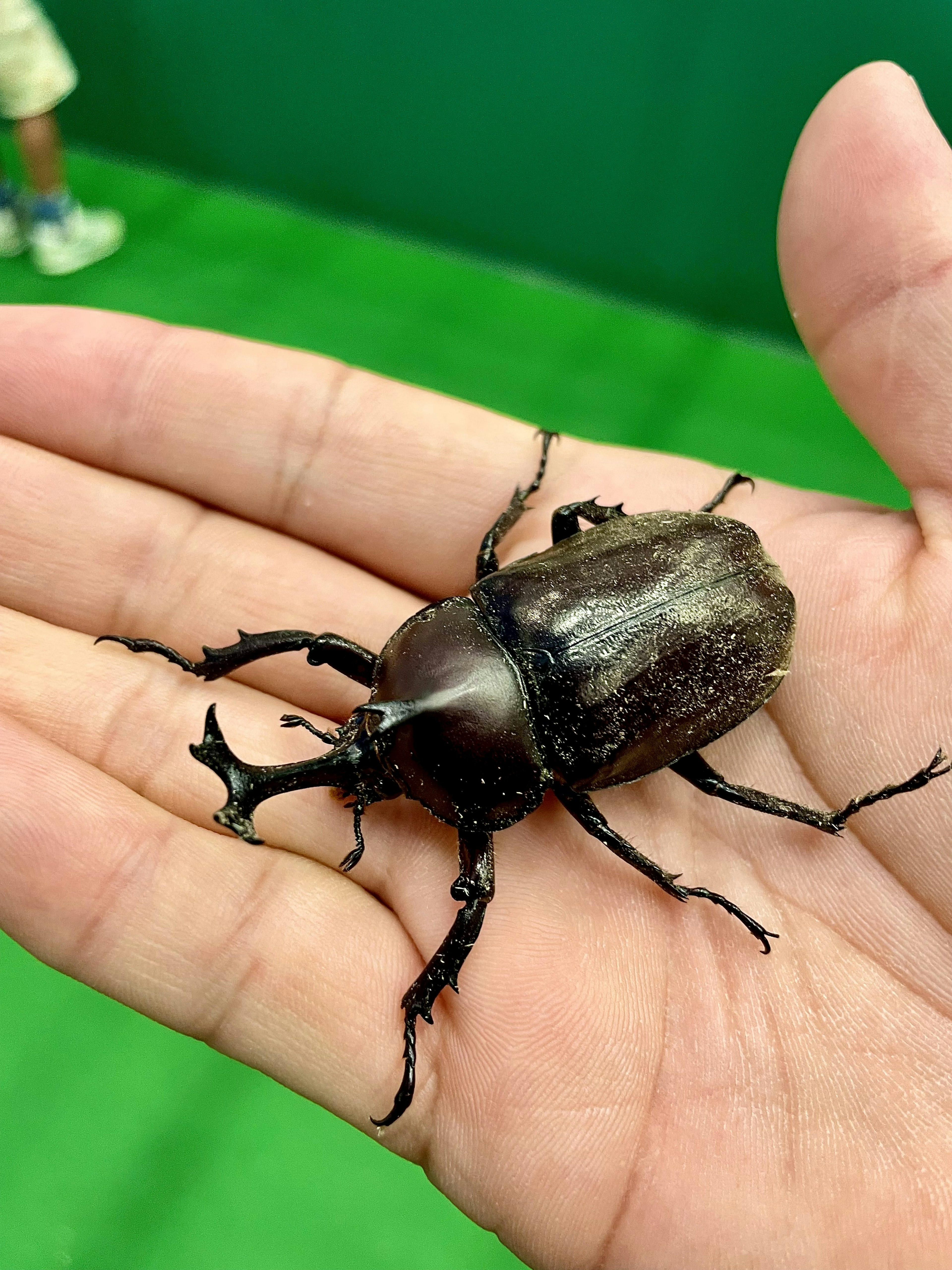 A large beetle resting on an open hand with a green background