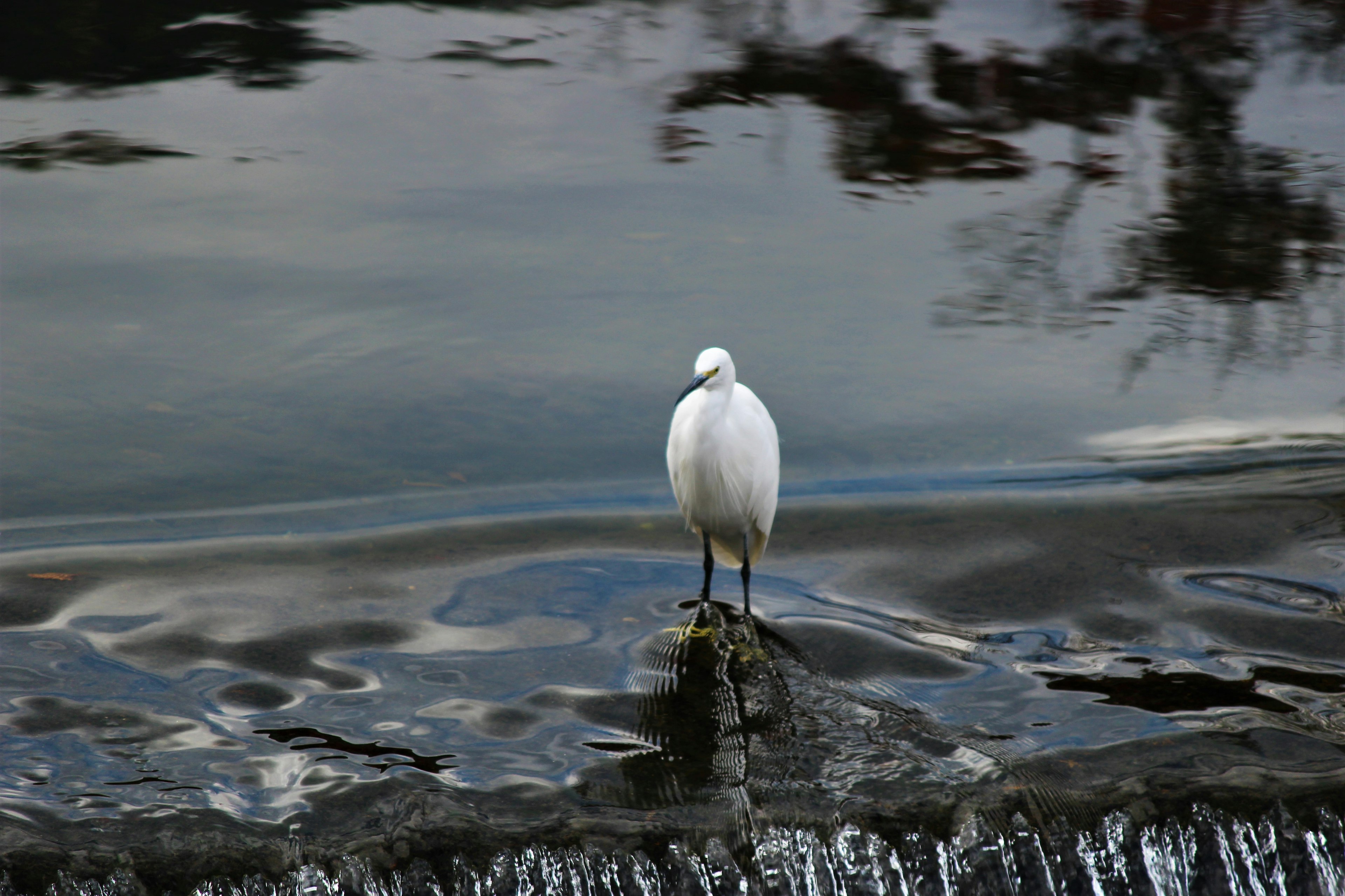 Un ave blanca de pie sobre la superficie del agua en un entorno sereno