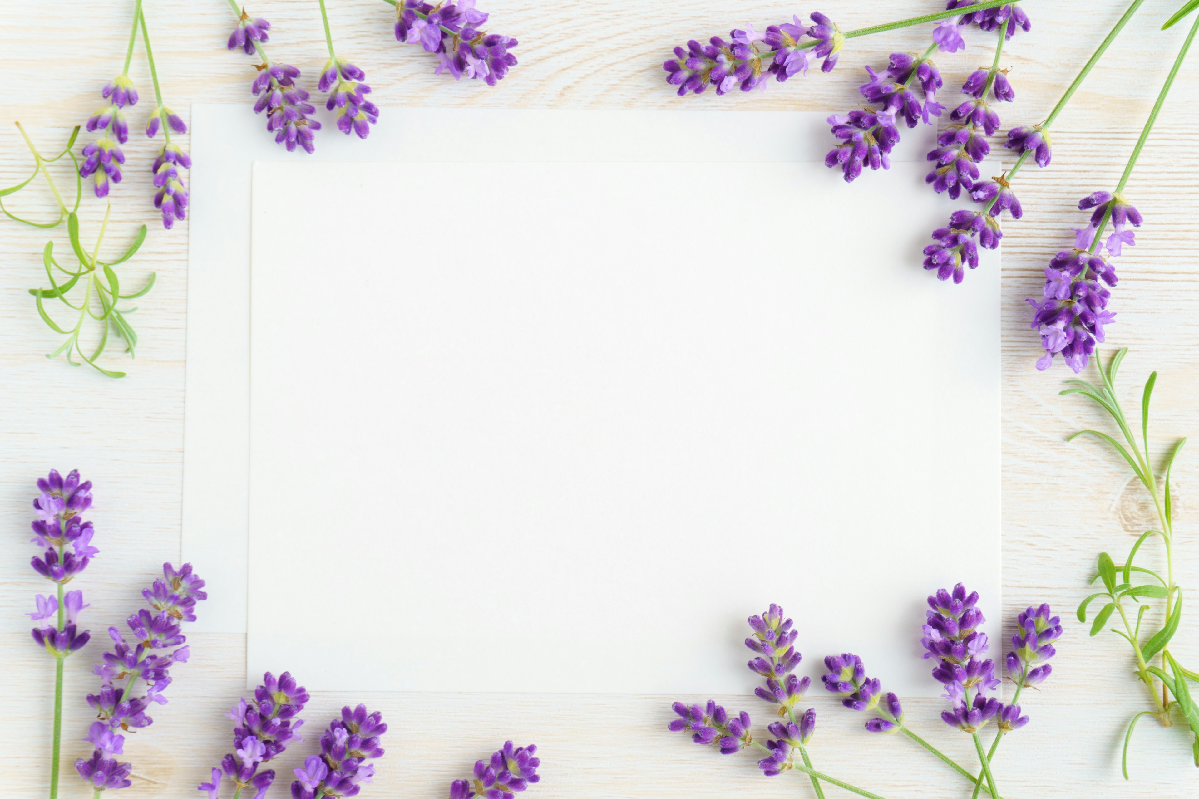 Tarjeta en blanco rodeada de flores de lavanda