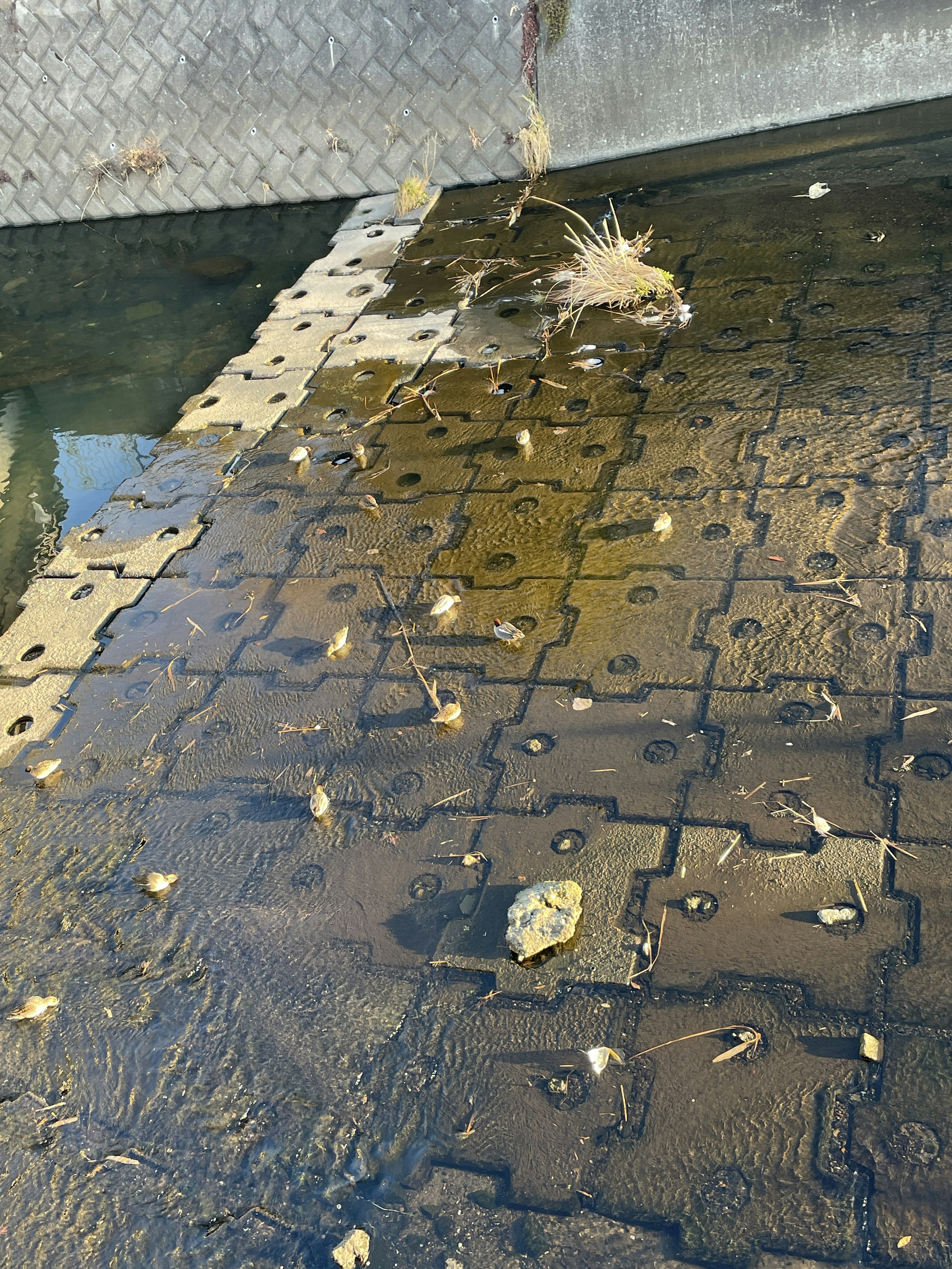 Musterboden mit Blättern und Schutt, die an der Wasseroberfläche schwimmen