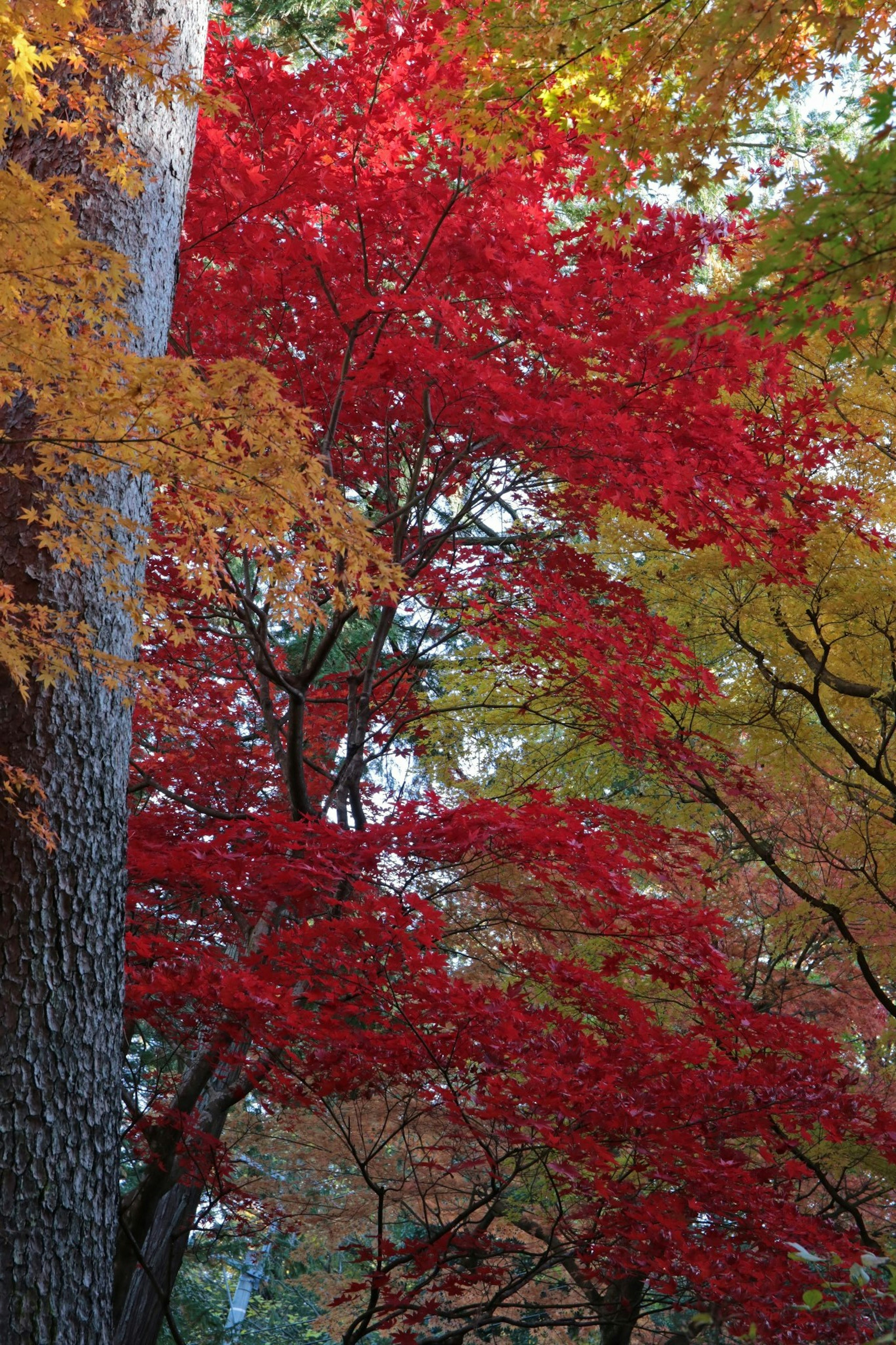 秋季景觀中樹上的鮮豔紅色和黃色葉子