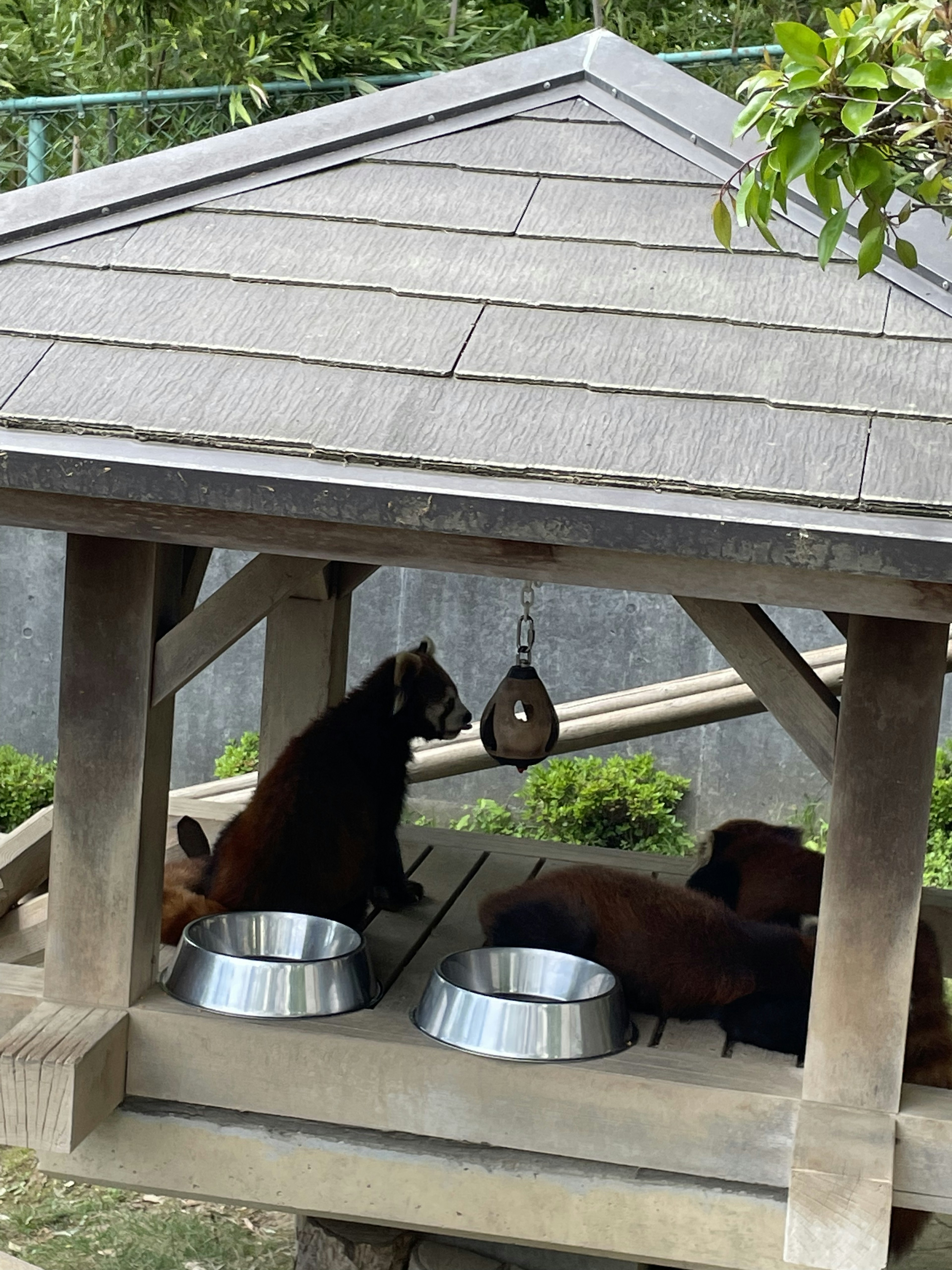 Kambing yang makan di dalam tempat berteduh yang beratap dengan mangkuk logam