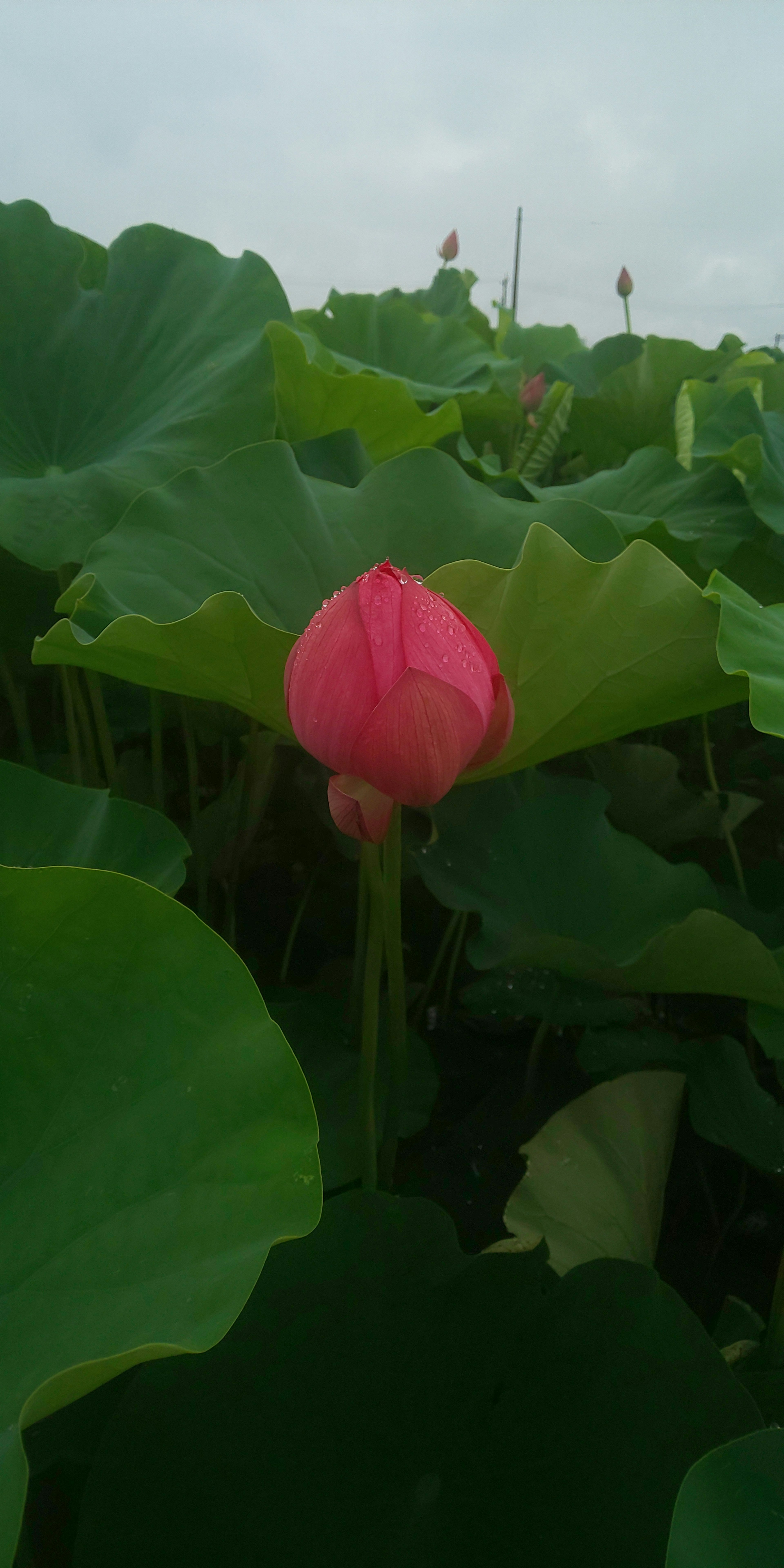 ピンクの蓮の花が緑の葉の間から顔を出している