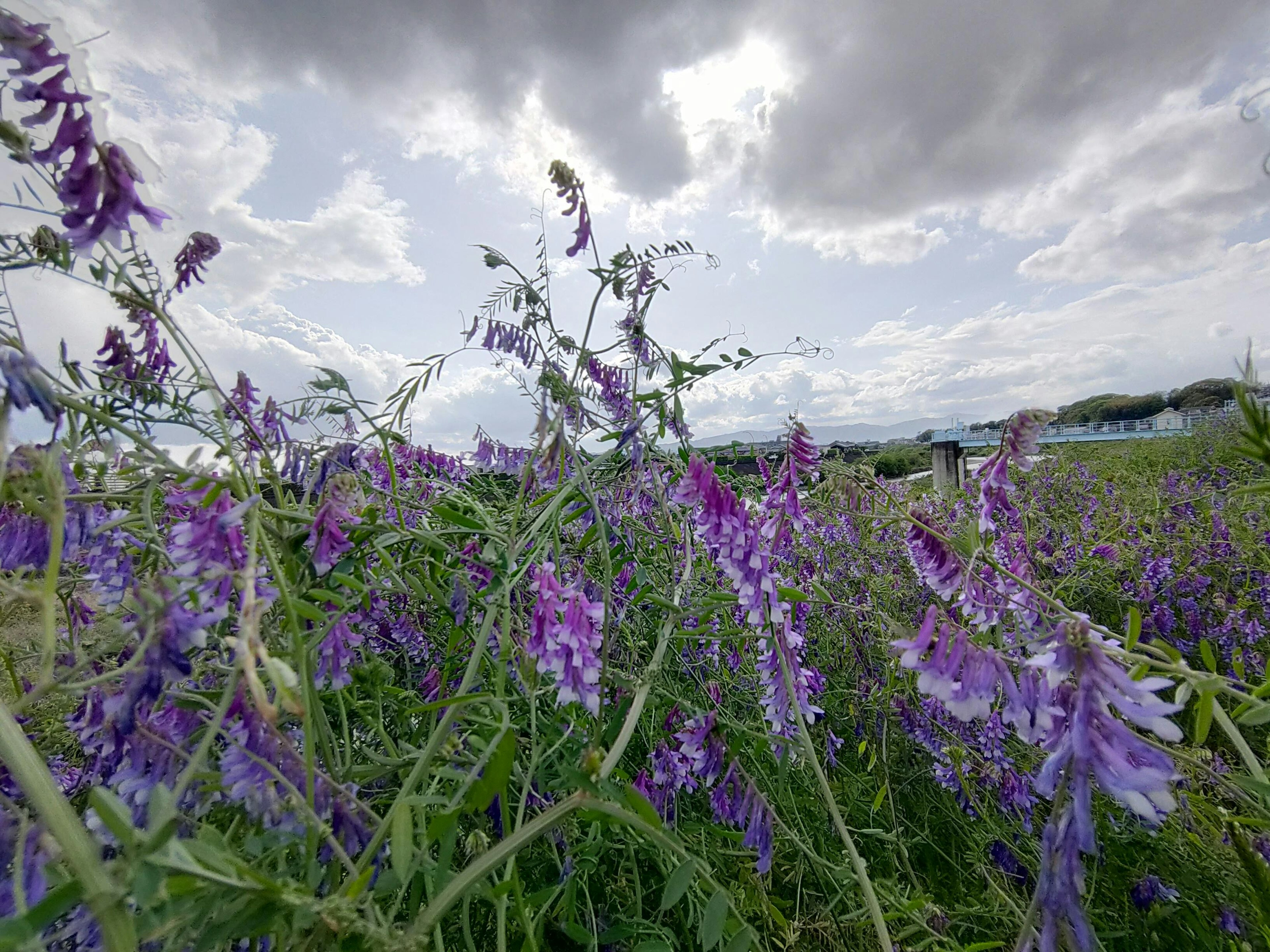 Campo di fiori viola sotto un cielo nuvoloso