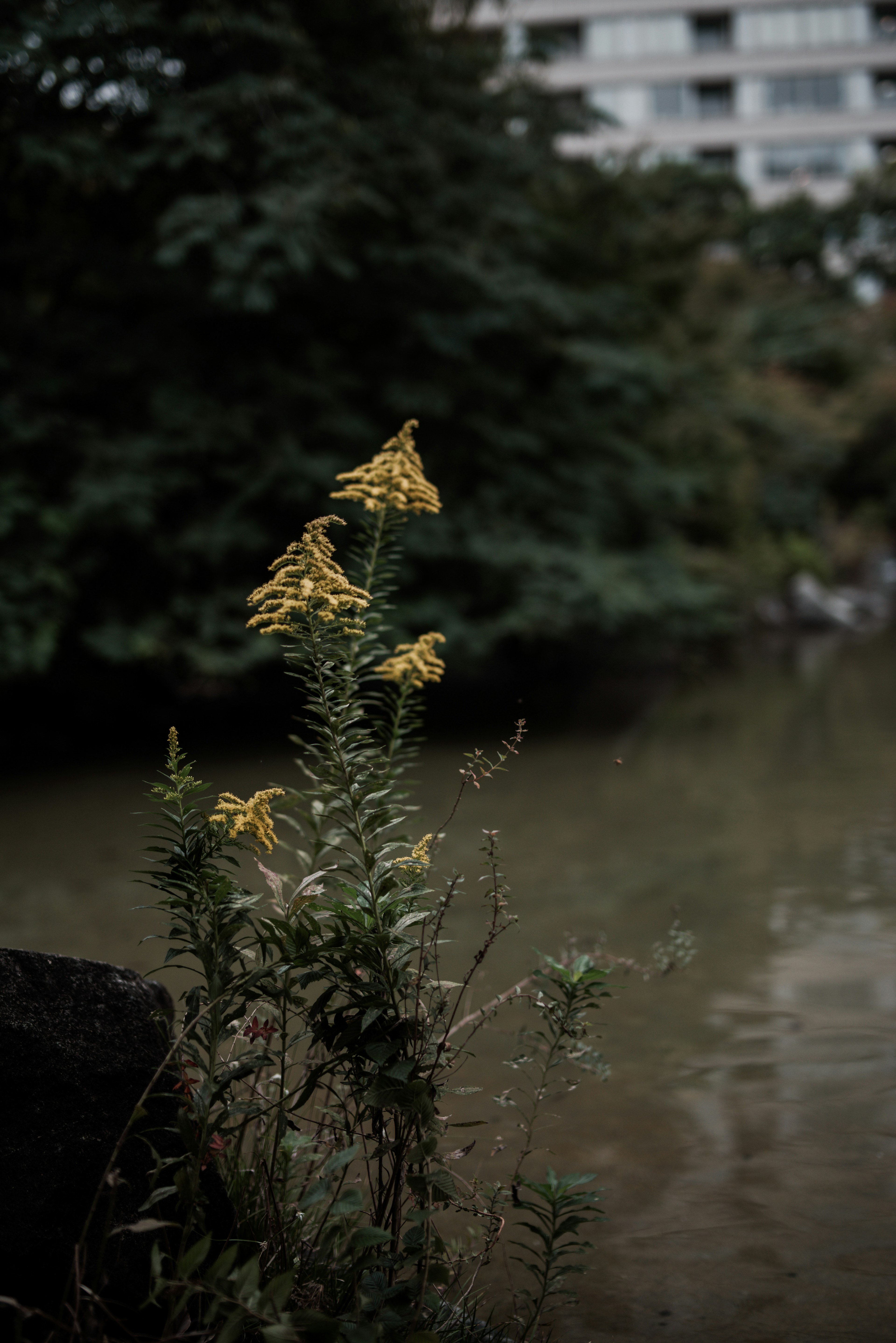 Gelbe Blumen und grüne Blätter am Wasser