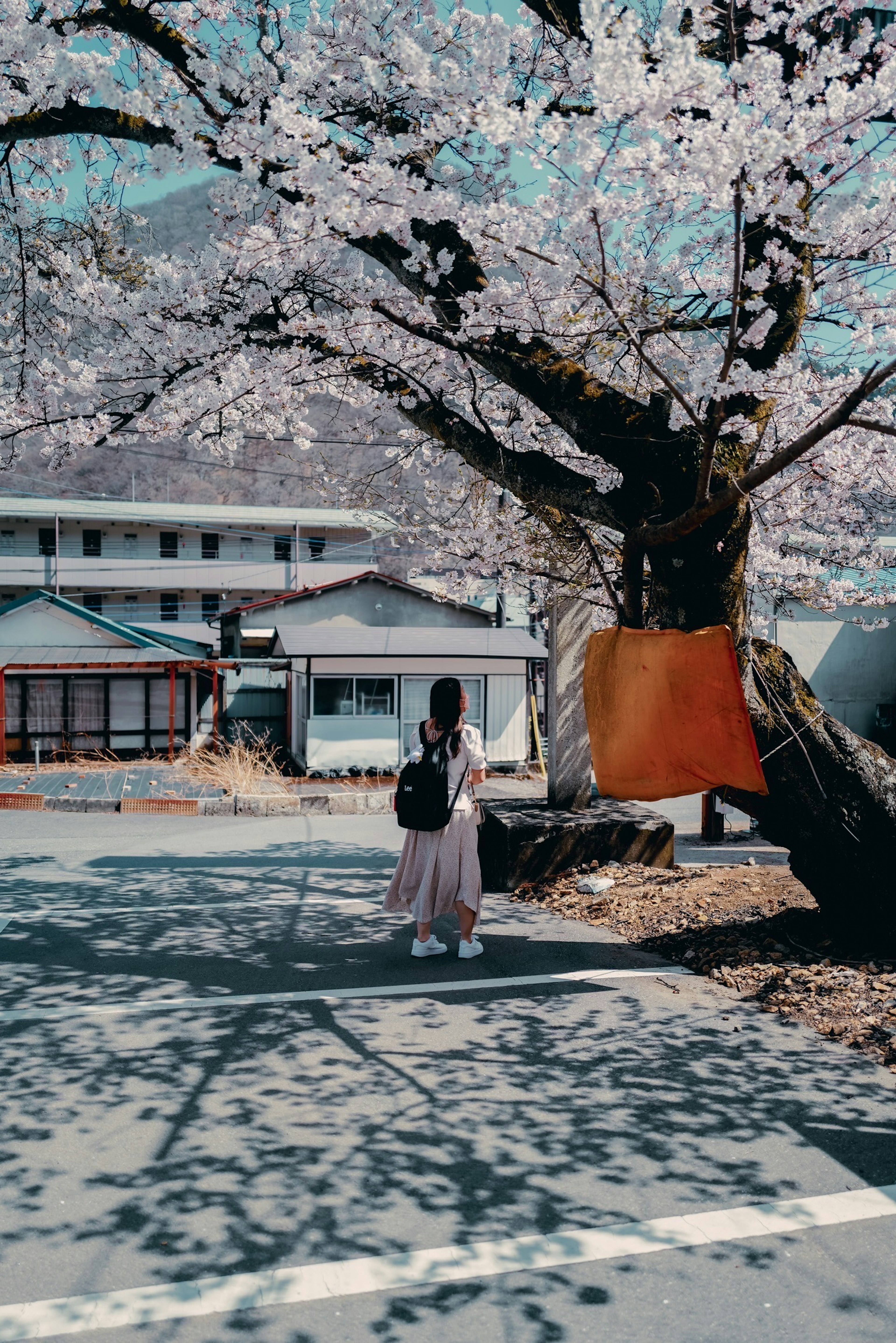 A woman standing under a cherry blossom tree with a building in the background