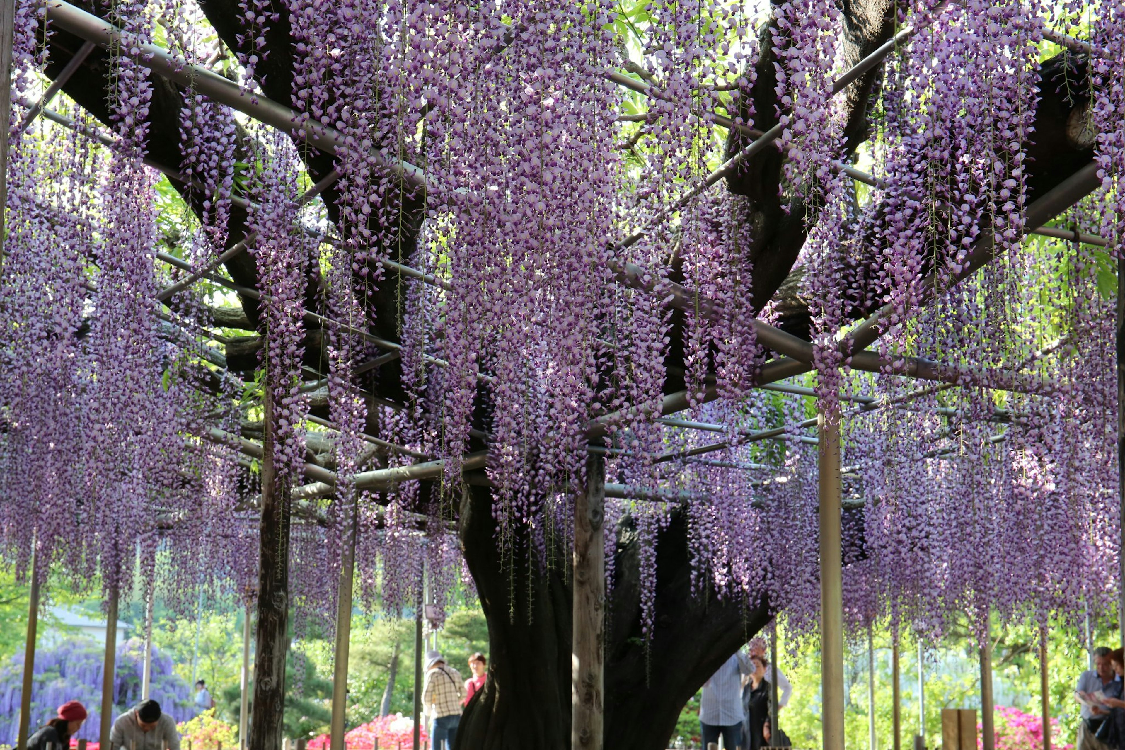 Eine Ansicht eines Baumes, der mit hängenden lila Wisteria-Blüten geschmückt ist