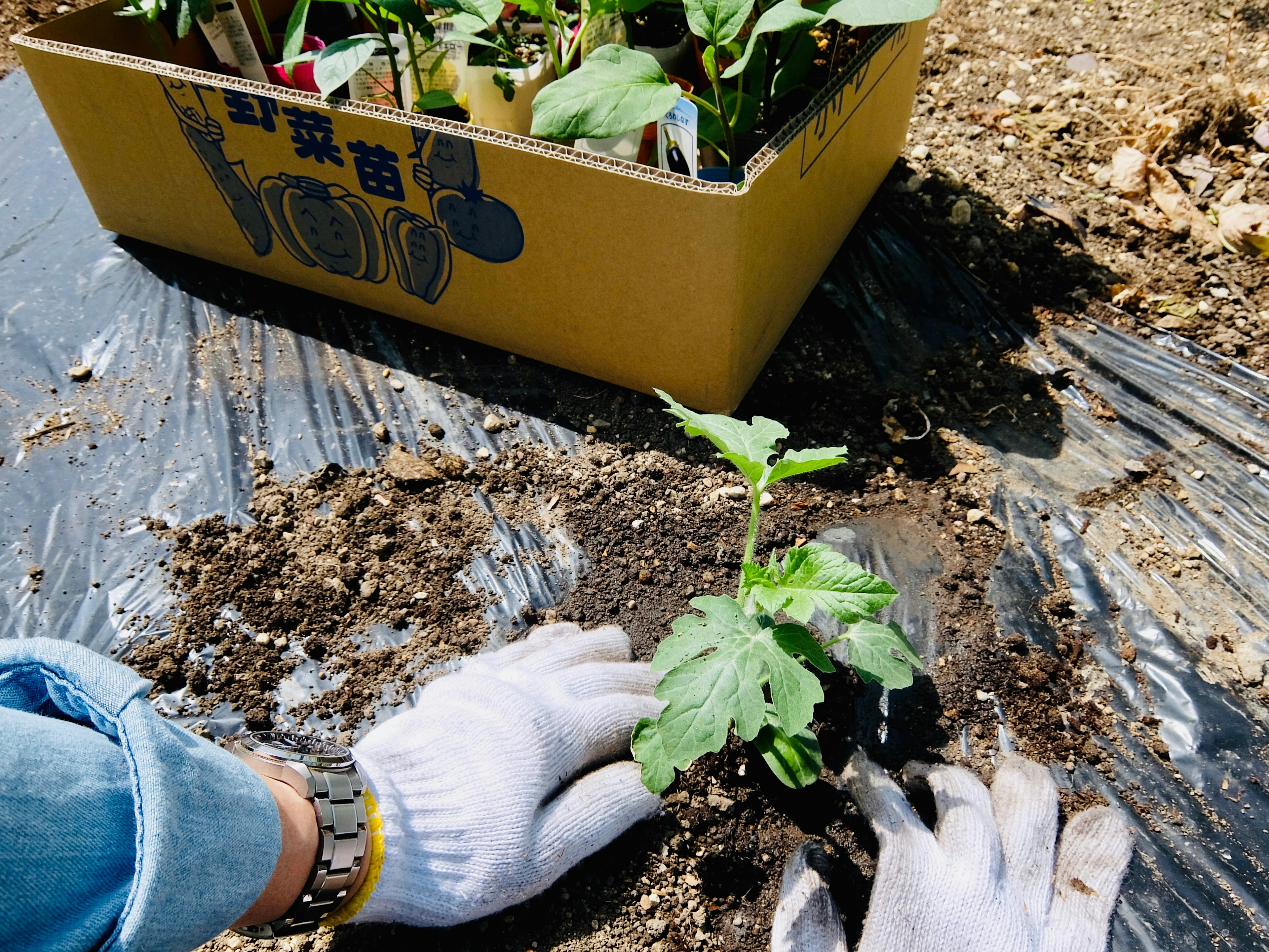 Manos con guantes plantando una pequeña planta en el suelo Hoja de plástico negro rodea el área de siembra Maceta colorida al fondo