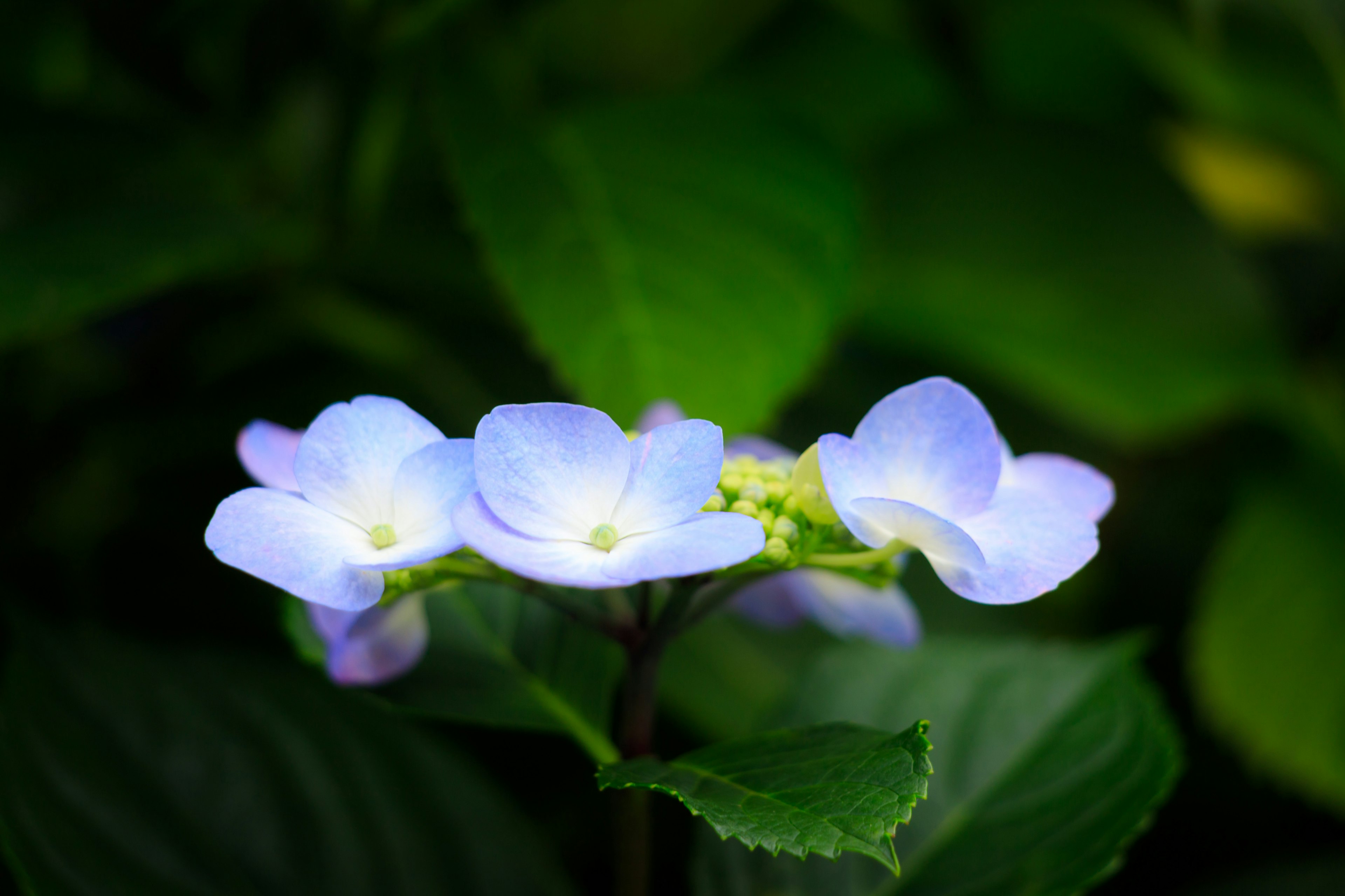 Flores moradas claras con fondo de hojas verdes