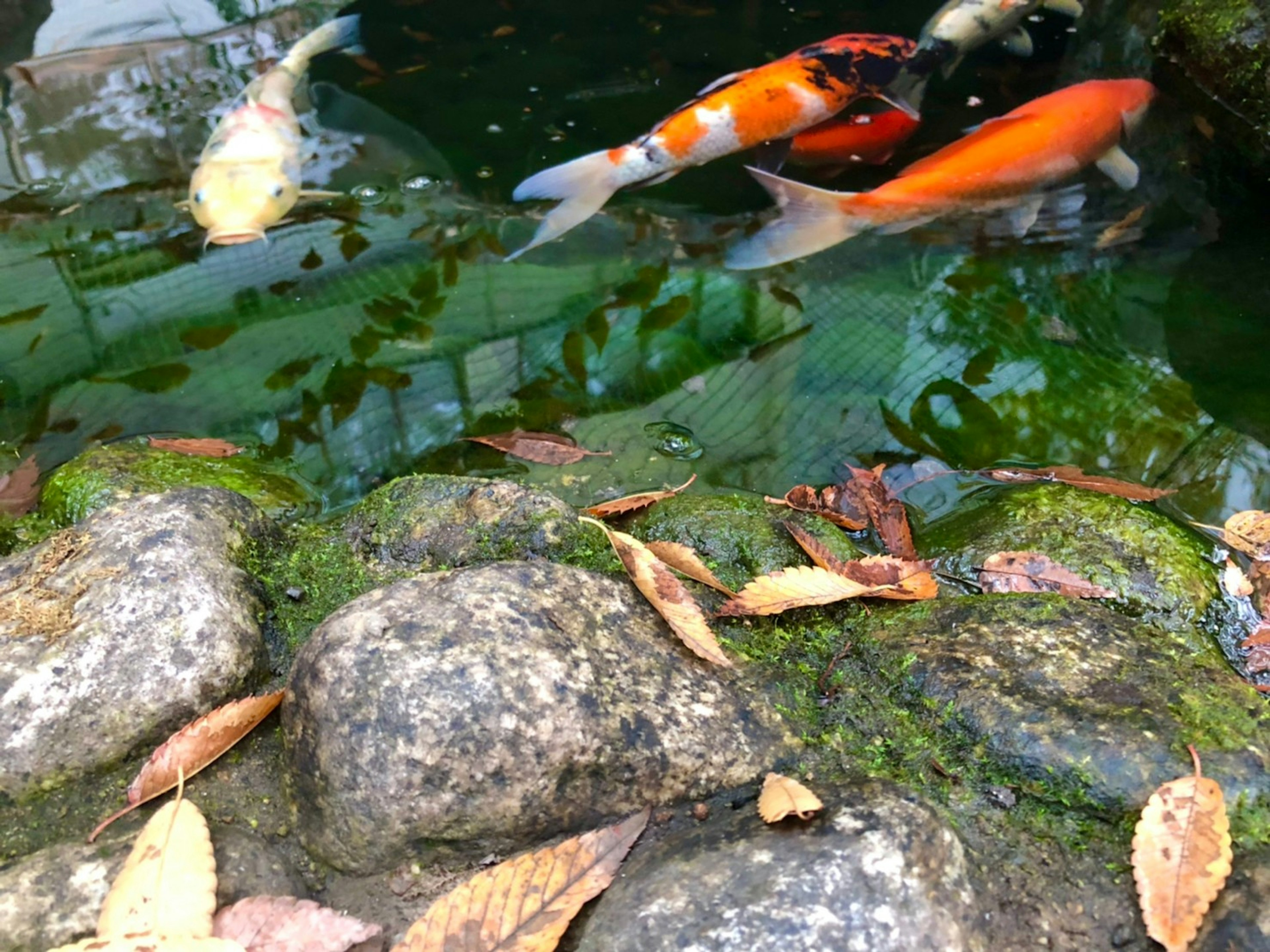 Koi-Fische schwimmen in grünem Wasser nahe einer Steinrand mit verstreuten Blättern