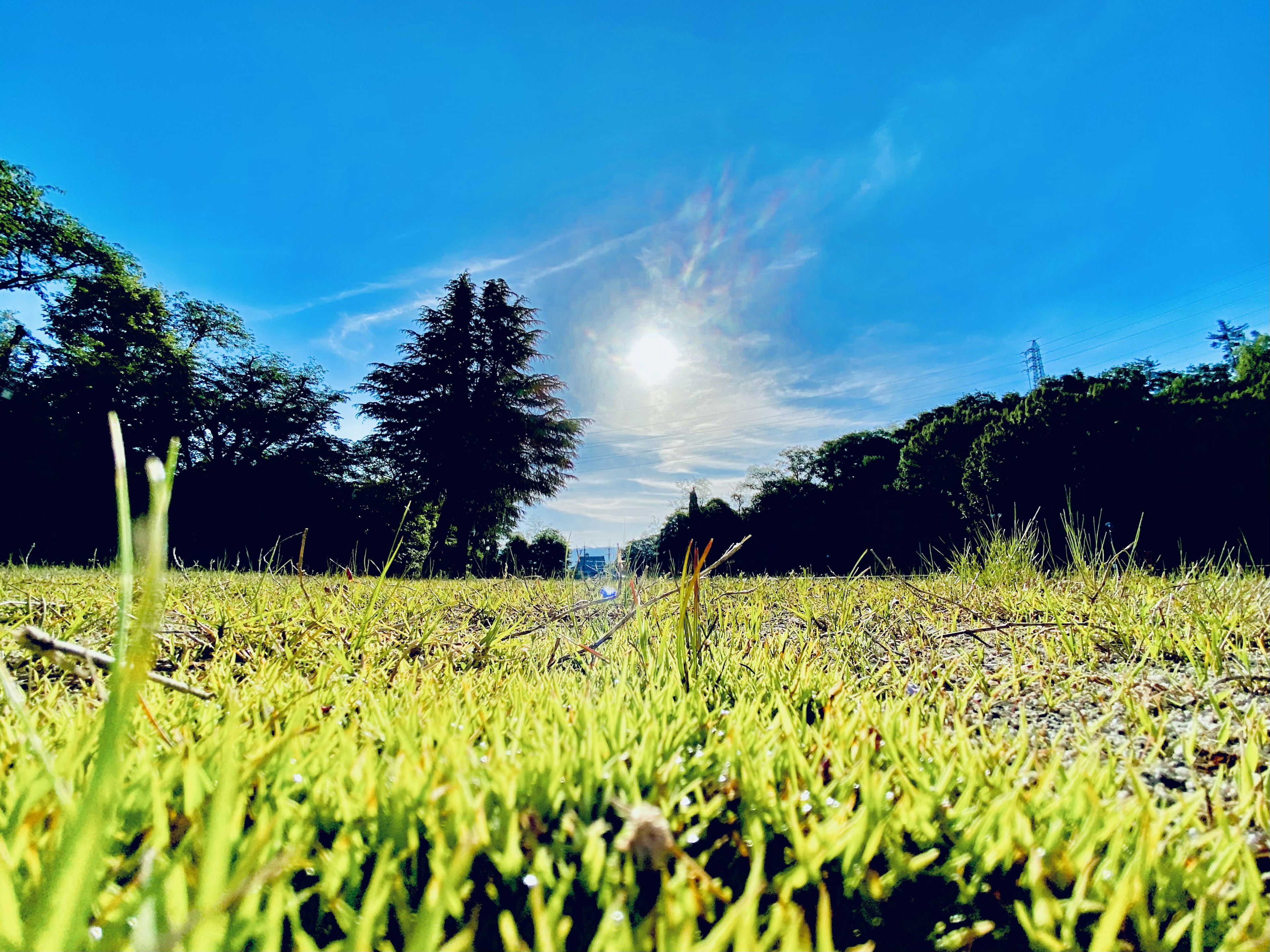 Un paysage avec un ciel bleu clair et un soleil vu depuis le niveau de l'herbe