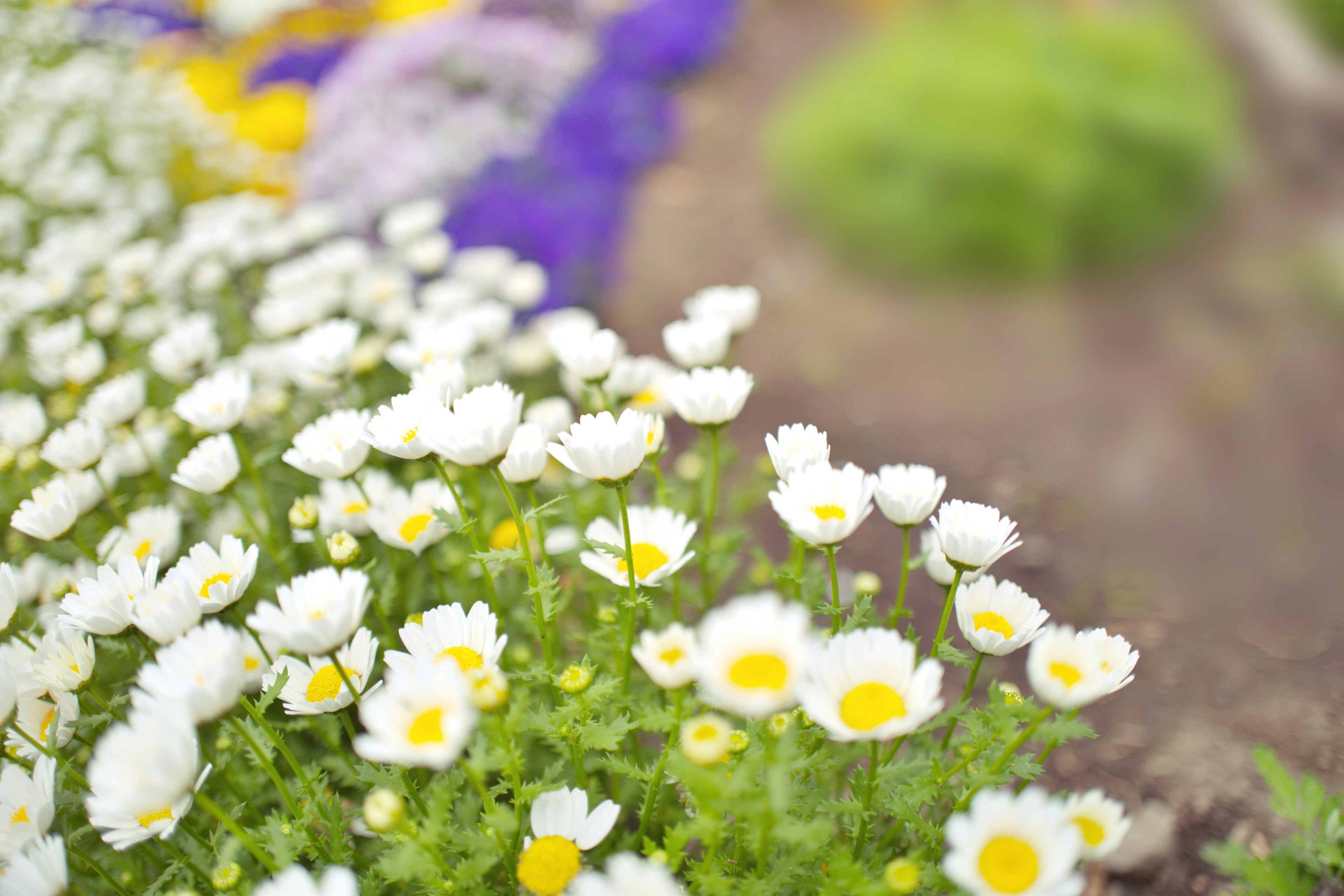 Eine lebendige Gartenszene mit Gruppen von weißen Gänseblümchen mit gelben Zentren zwischen bunten Blumen