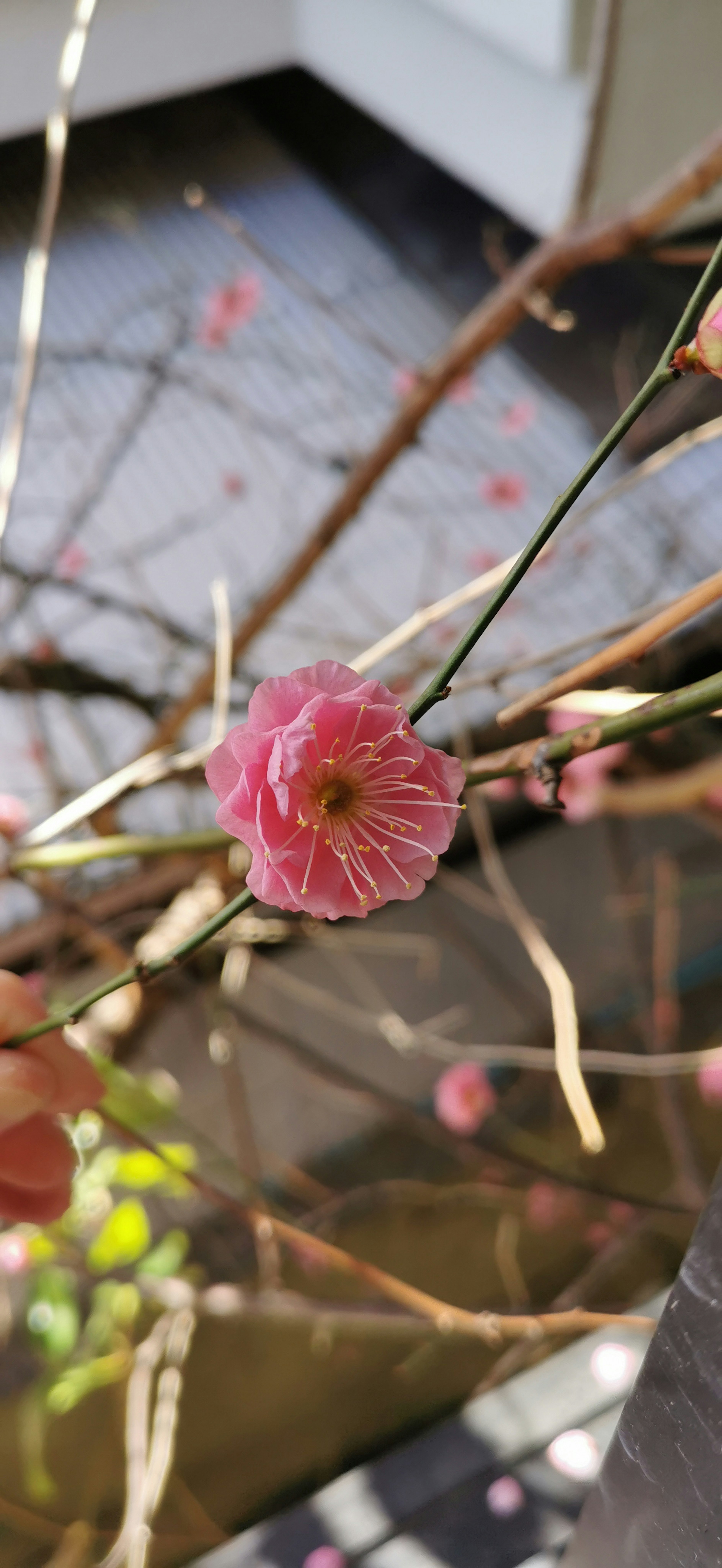 Nahaufnahme einer rosa Blüte an einem Zweig