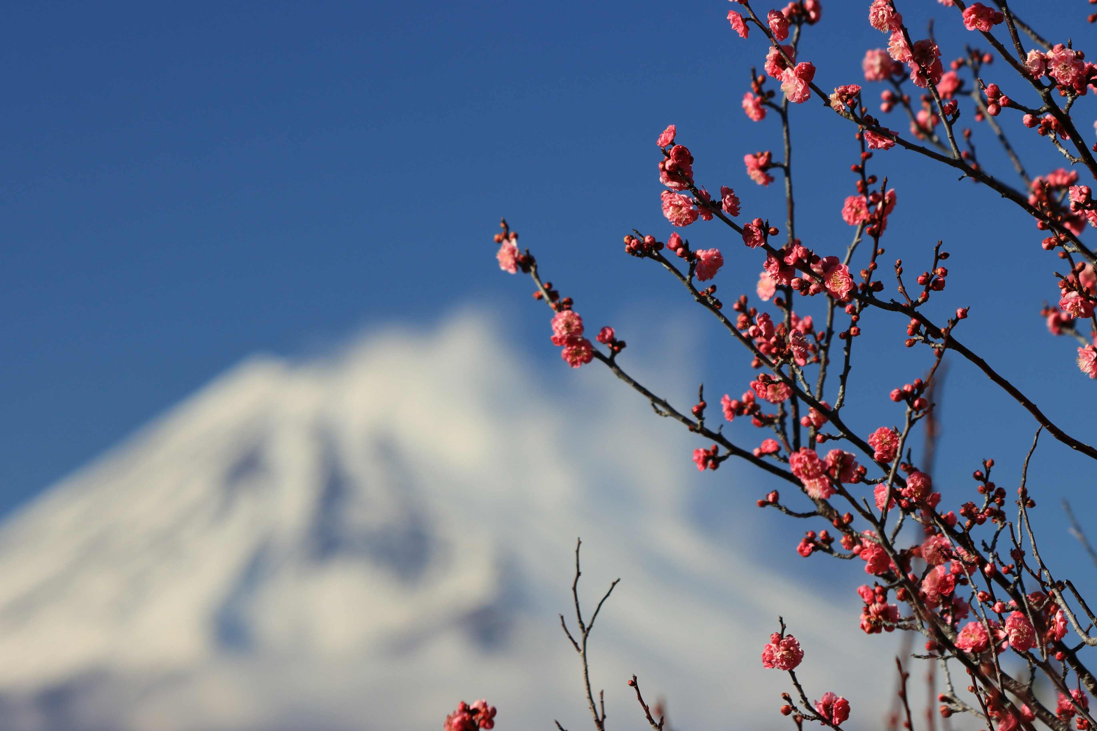 Fiori di ciliegio con il monte Fuji sullo sfondo